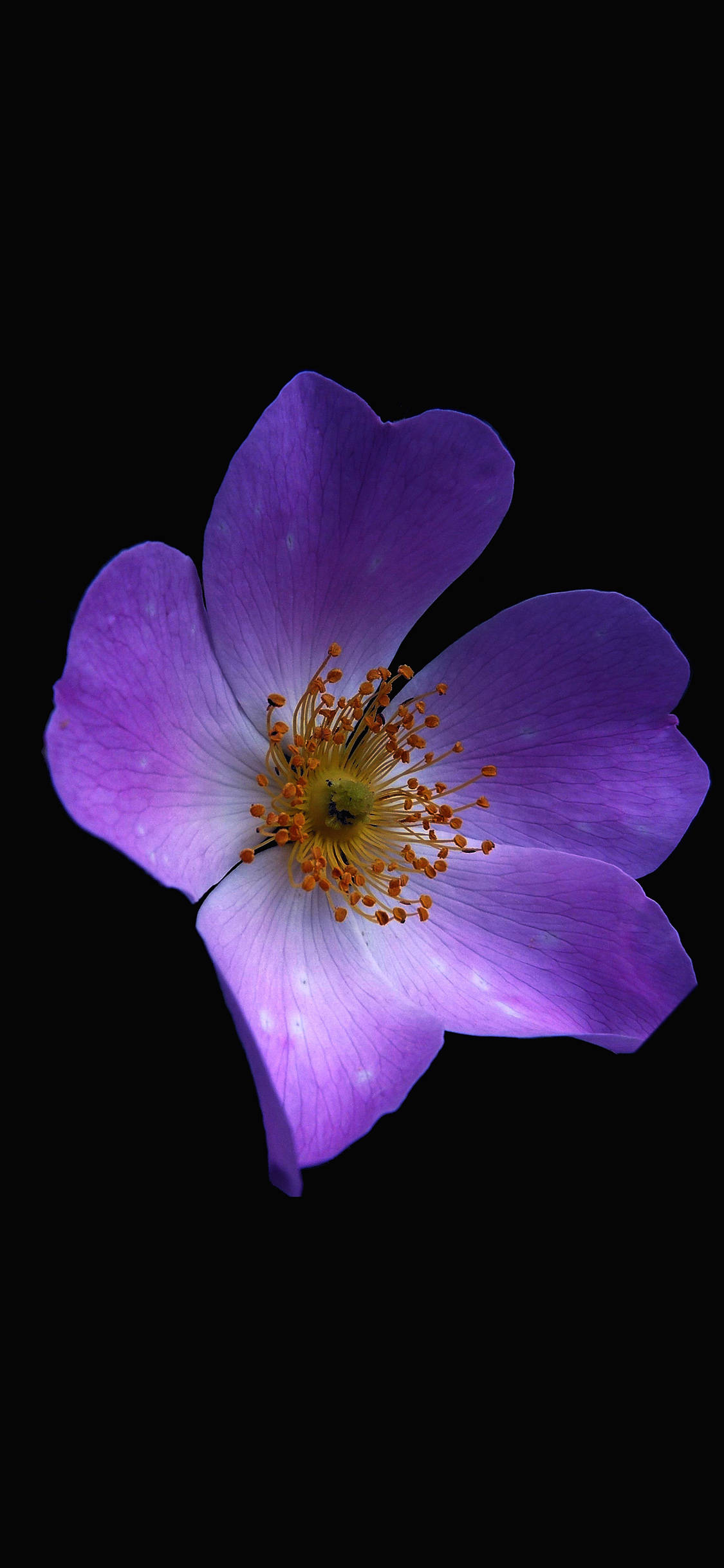 Mørk lilla estetisk blomst Bakgrunner