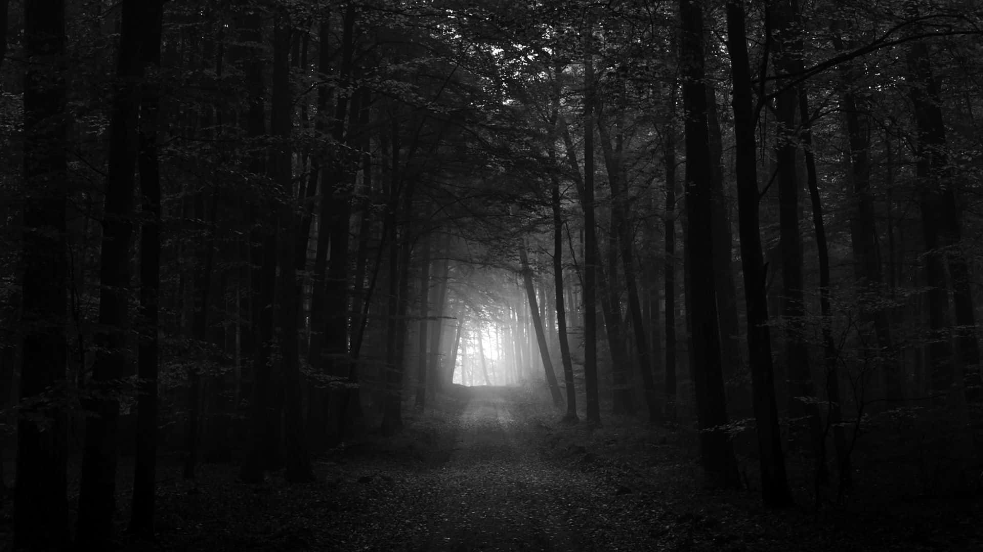 Mørk skog bakgrunn Bakgrunner