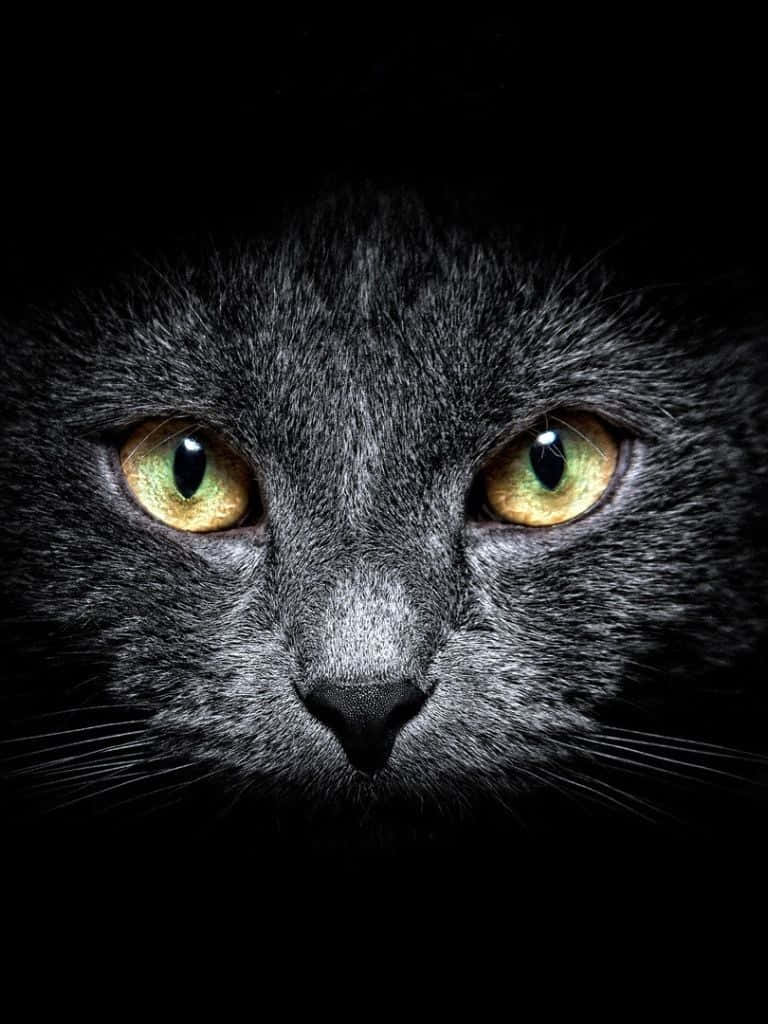 Mørk søt katt iPad Bakgrunner