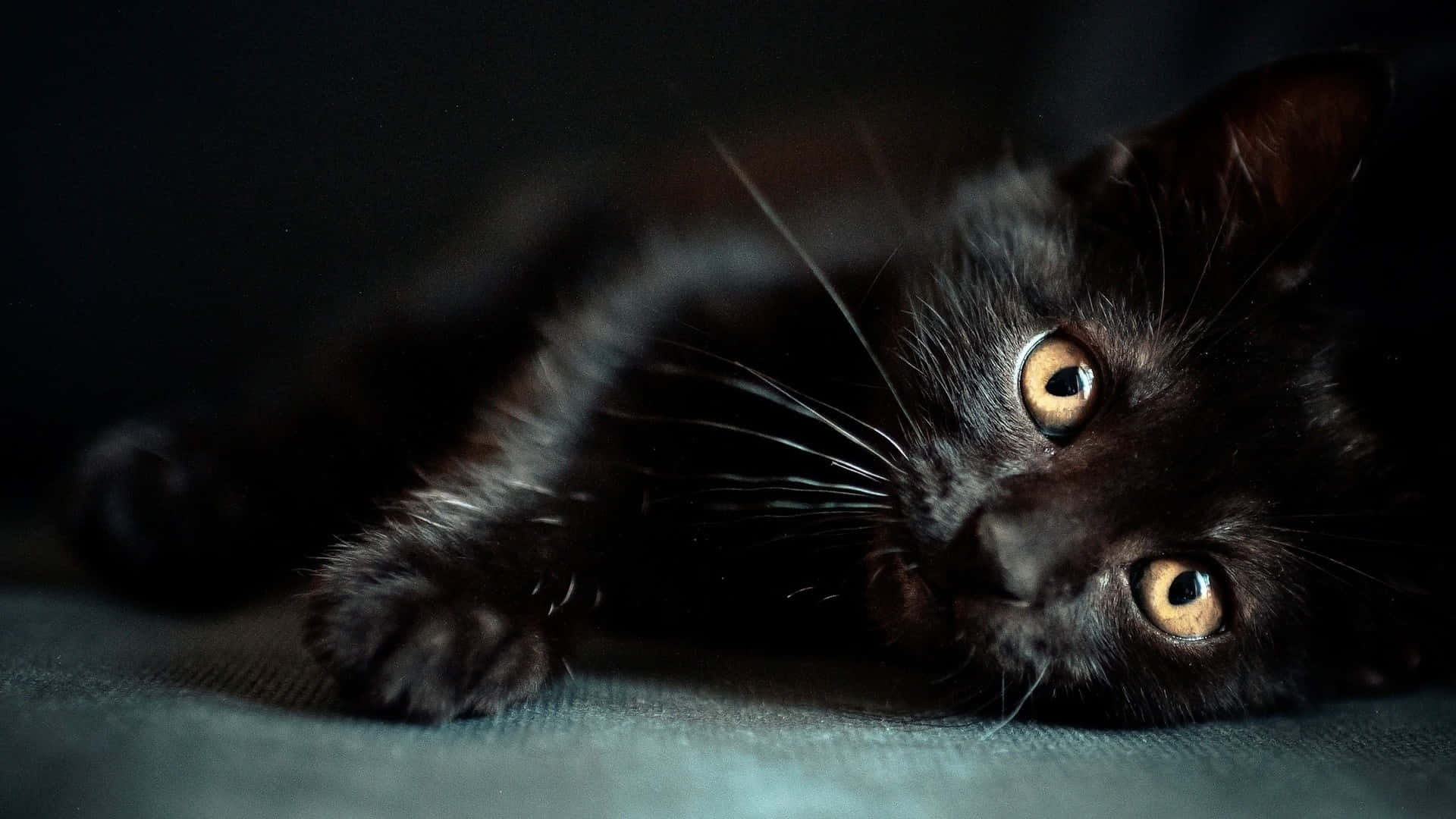 Mørk Søt Svart Katt Liggende Bakgrunner