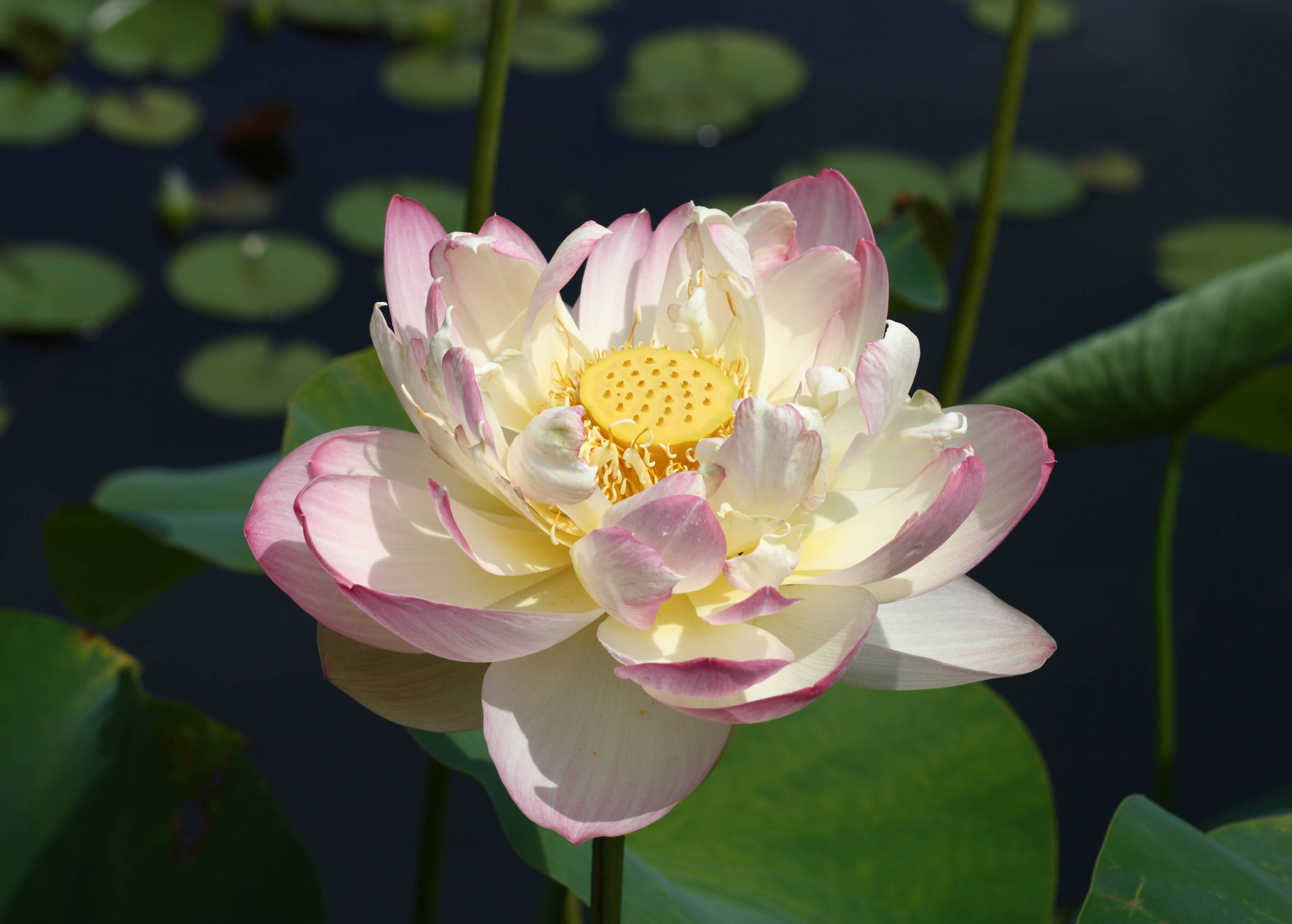 Mrs. Perry D. Slocum Lotusblomst Bakgrunner