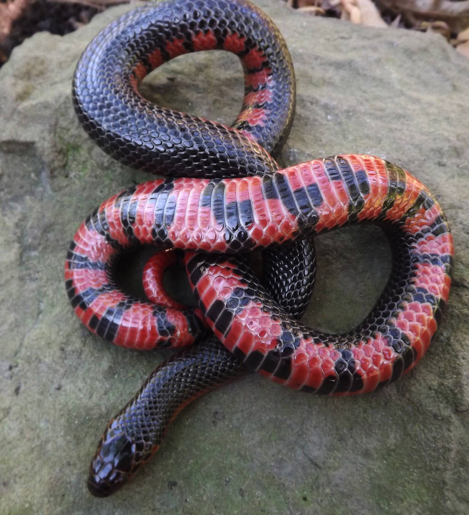 Mud Snake som soler seg på en stein Bakgrunner