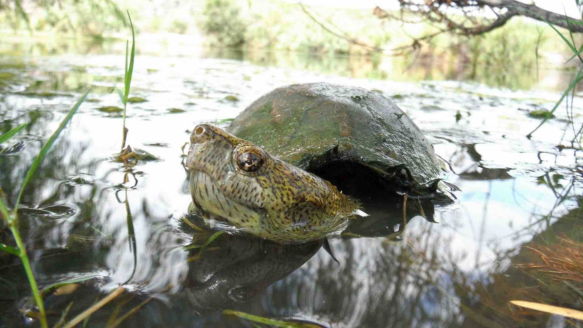 Mudskilpadde som svømmer i en elv Bakgrunner