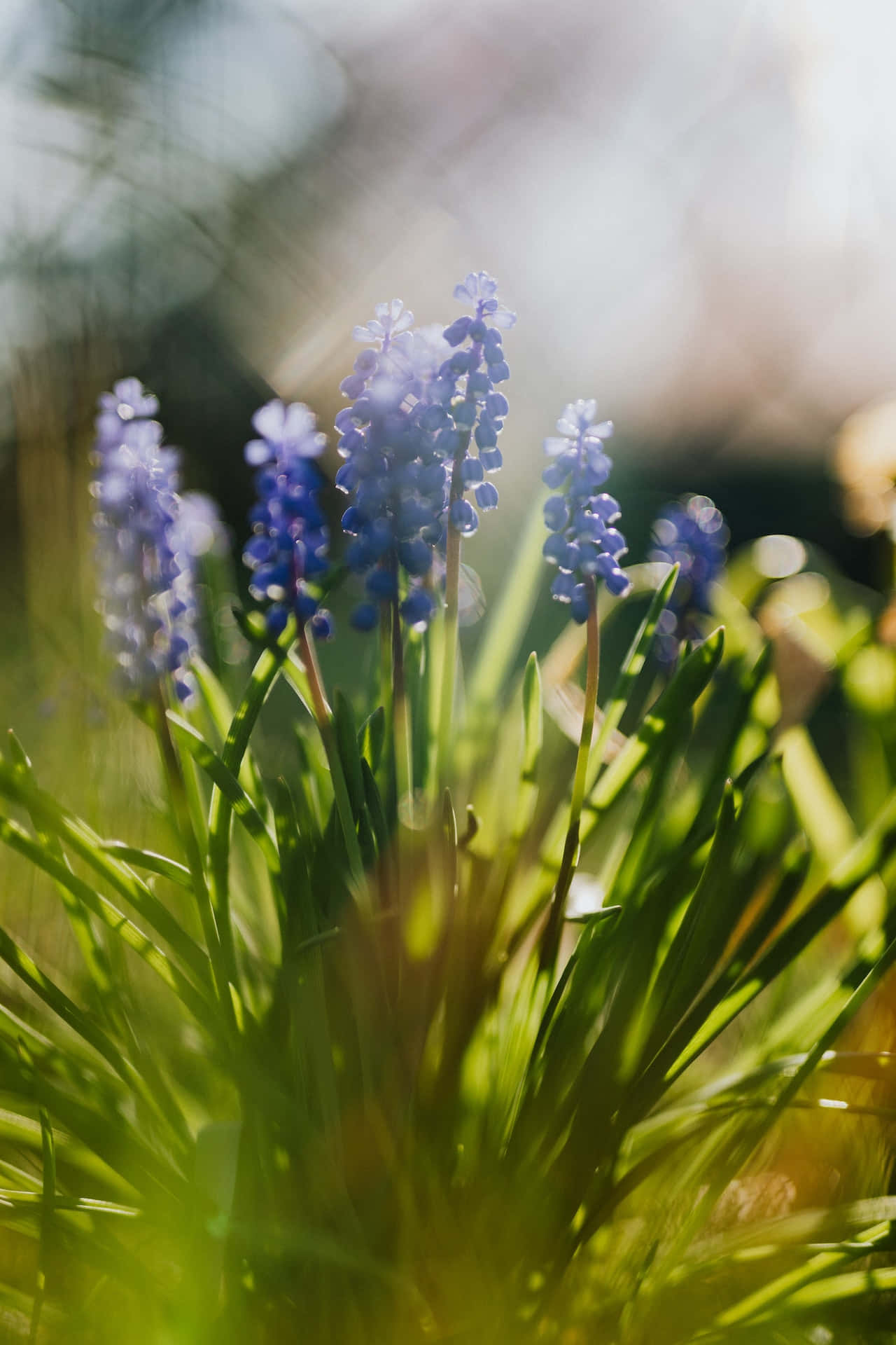 Muscari Blå Blomster Telefonbakgrunn Bakgrunner