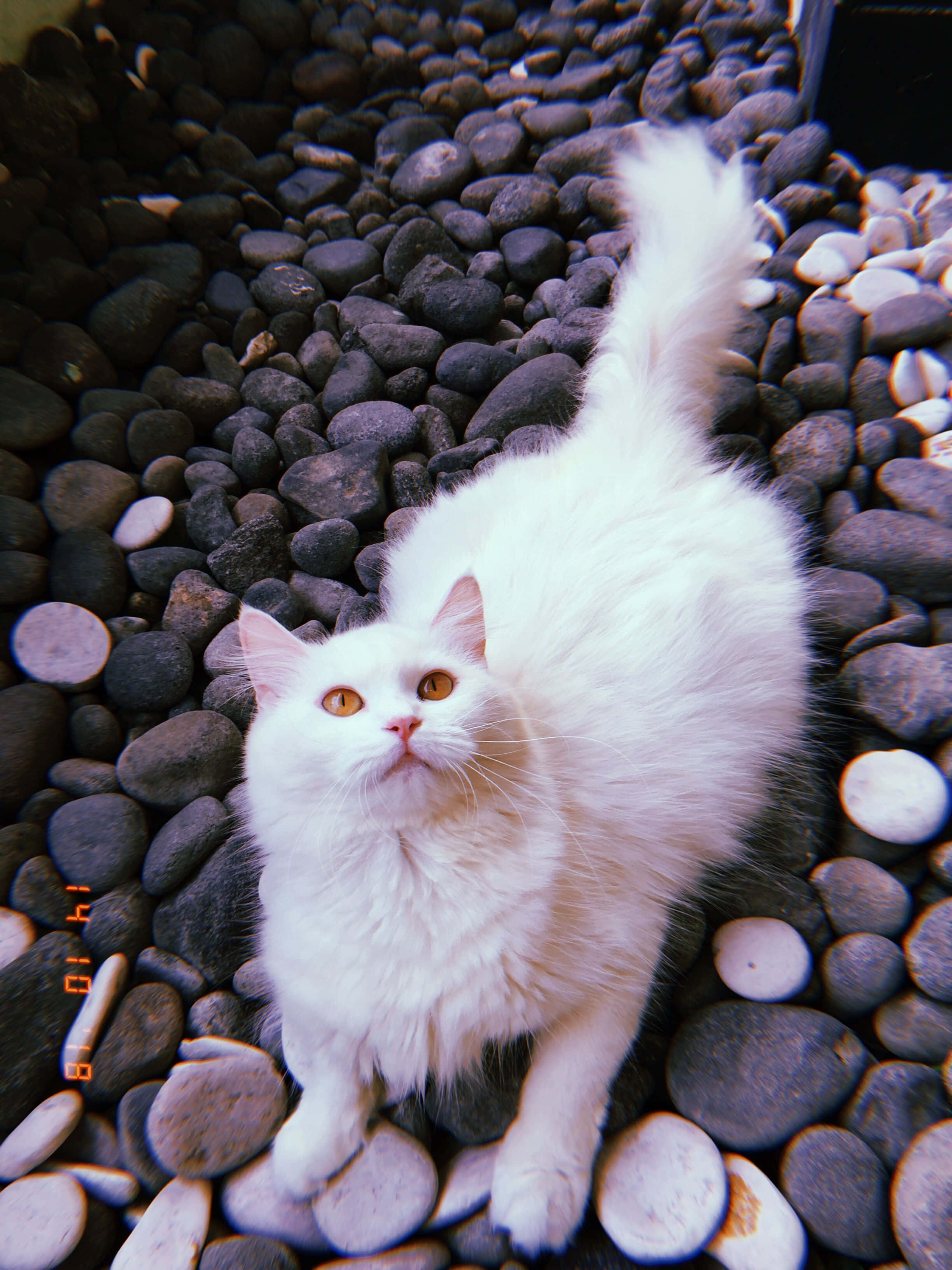 Myk og lodden estetisk katt Bakgrunner