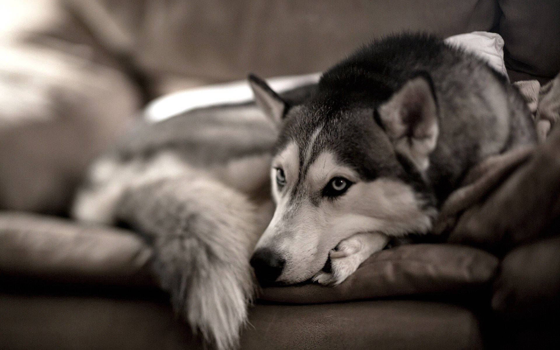 Hundebakgrunn av sibirsk husky som sitter på grå sofa