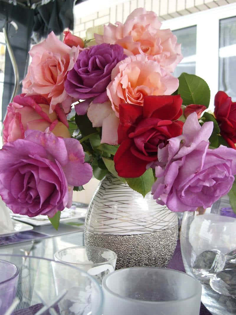 Myk rosa roseblomst som blomstrer i en hage Bakgrunner