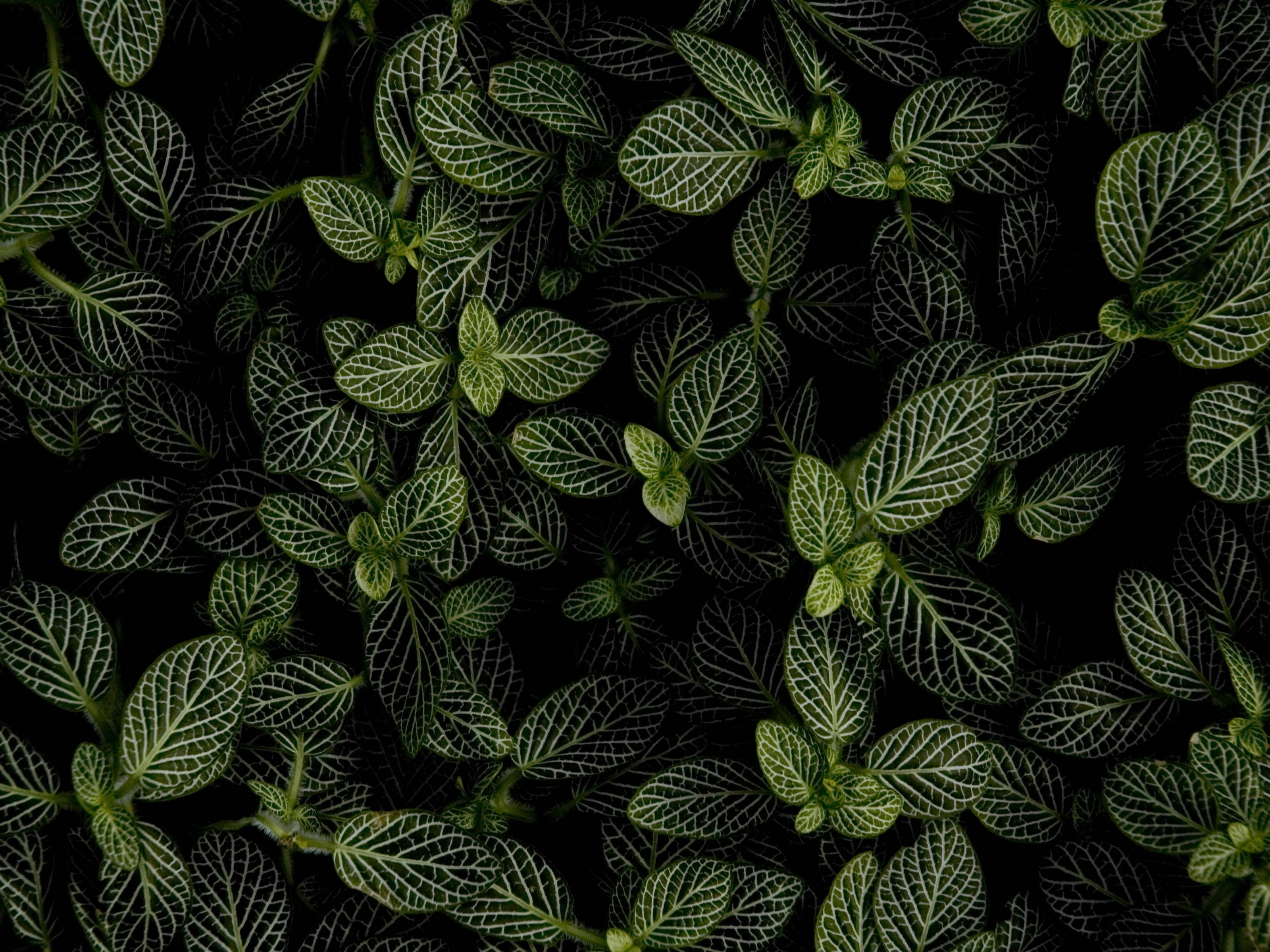 Mynteplante i mørket Bakgrunner