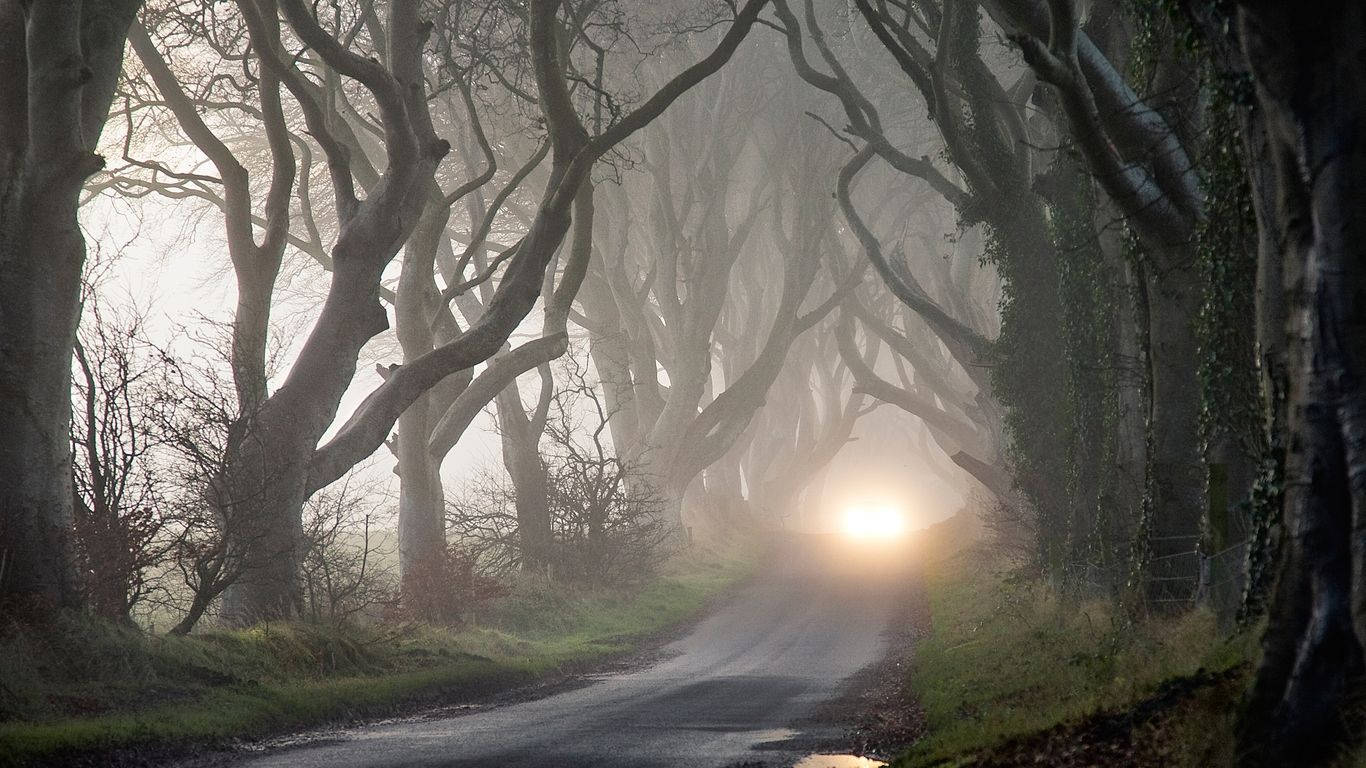 Mystisk Dark Hedges visuell kunst Bakgrunner