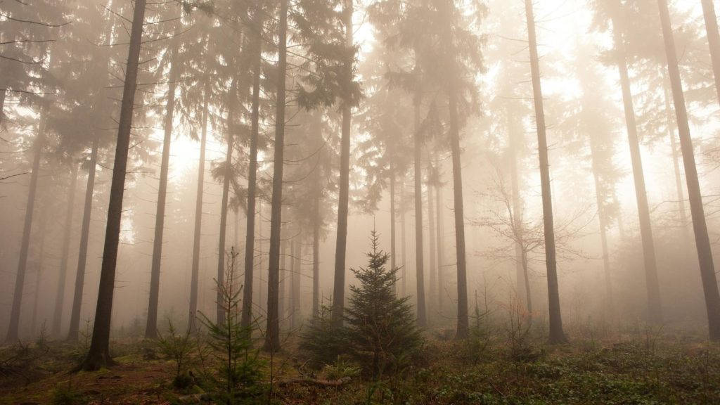 Mystisk tåkete skog ved daggry Bakgrunner