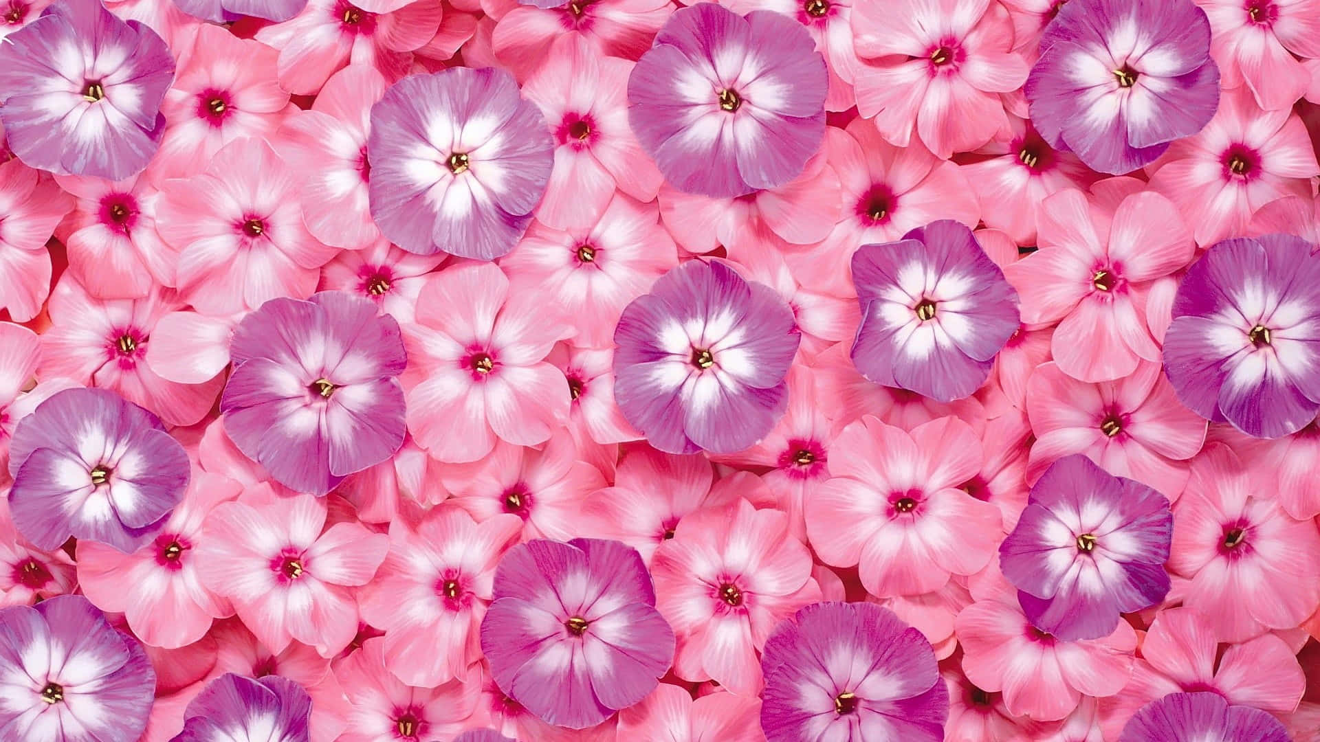 Nærbilde av en vakker rosa blomst i full blomstring. Bakgrunner