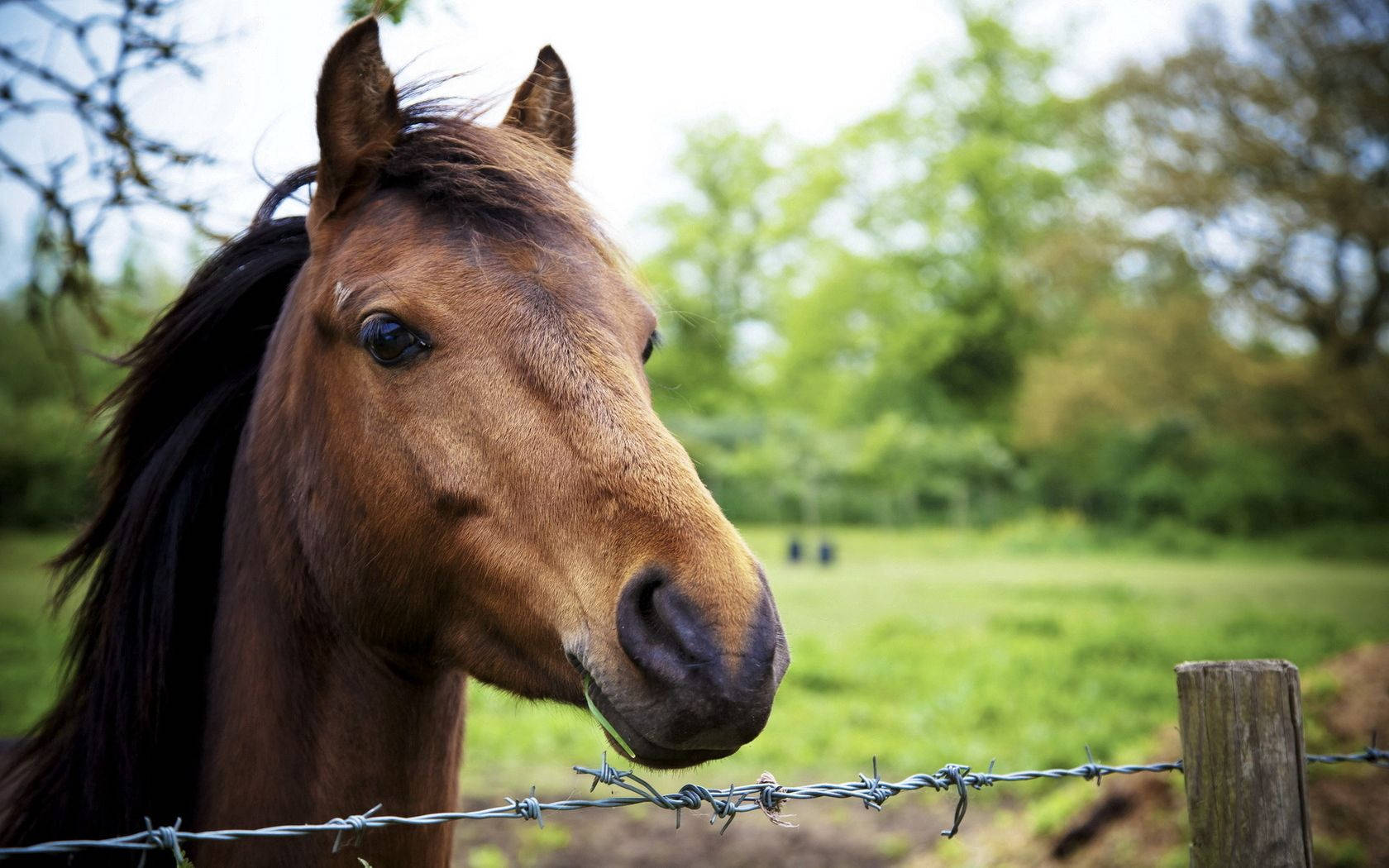 Fokusert bilde av et brunt hestehode bakgrunnsbilde