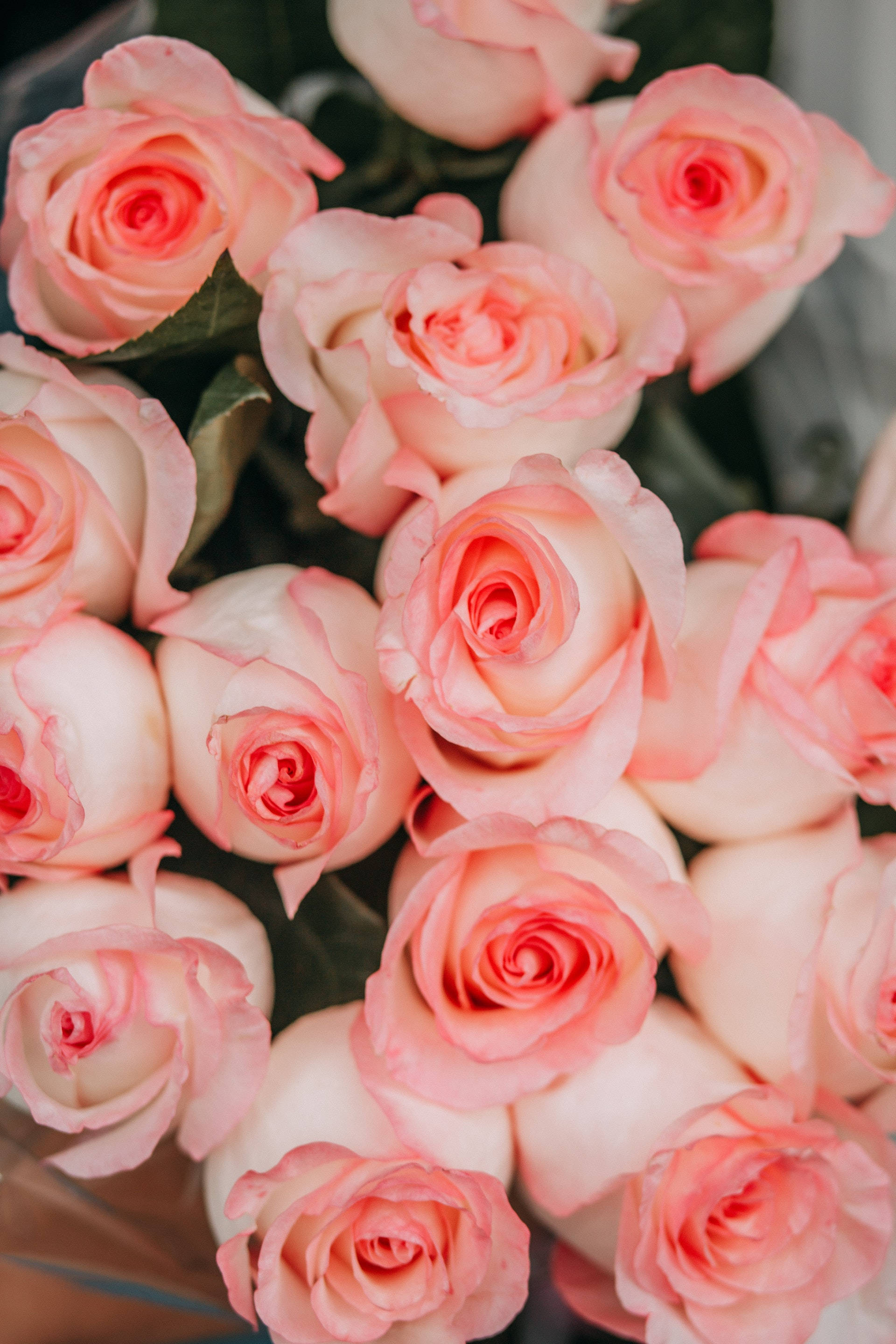 Nærbilde av rosa rose-estetikk Bakgrunner