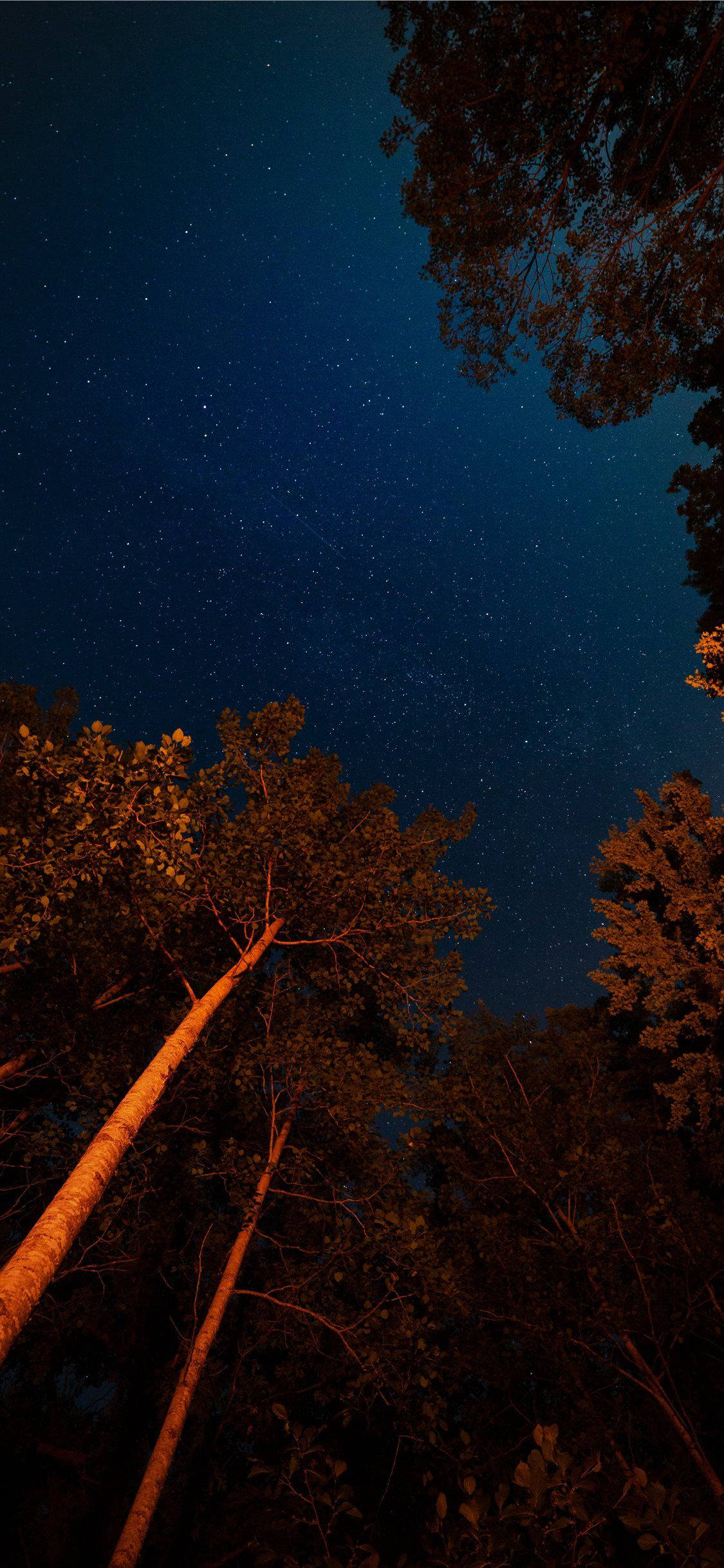Nattehimmel i skogen estetisk iPhone Bakgrunner