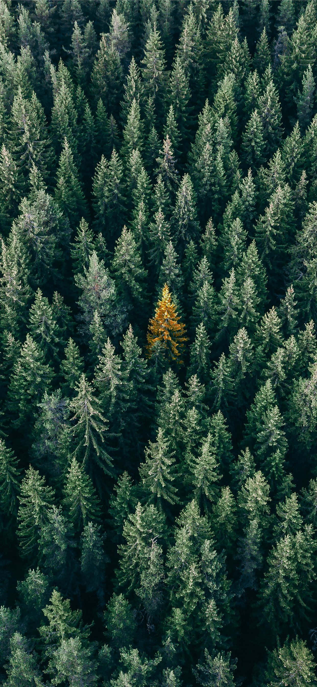 Naturen våkner til liv på det fantastiske Trees iPhone-bakgrunnsbildet Bakgrunner