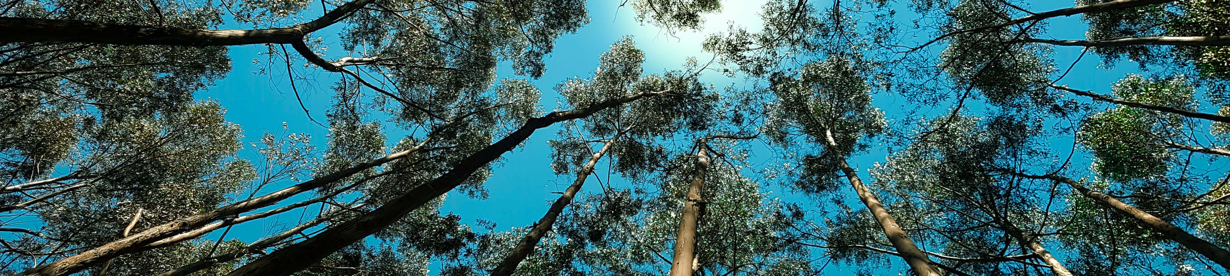 Naturens skjønnhet i 4K-oppløsning Bakgrunner
