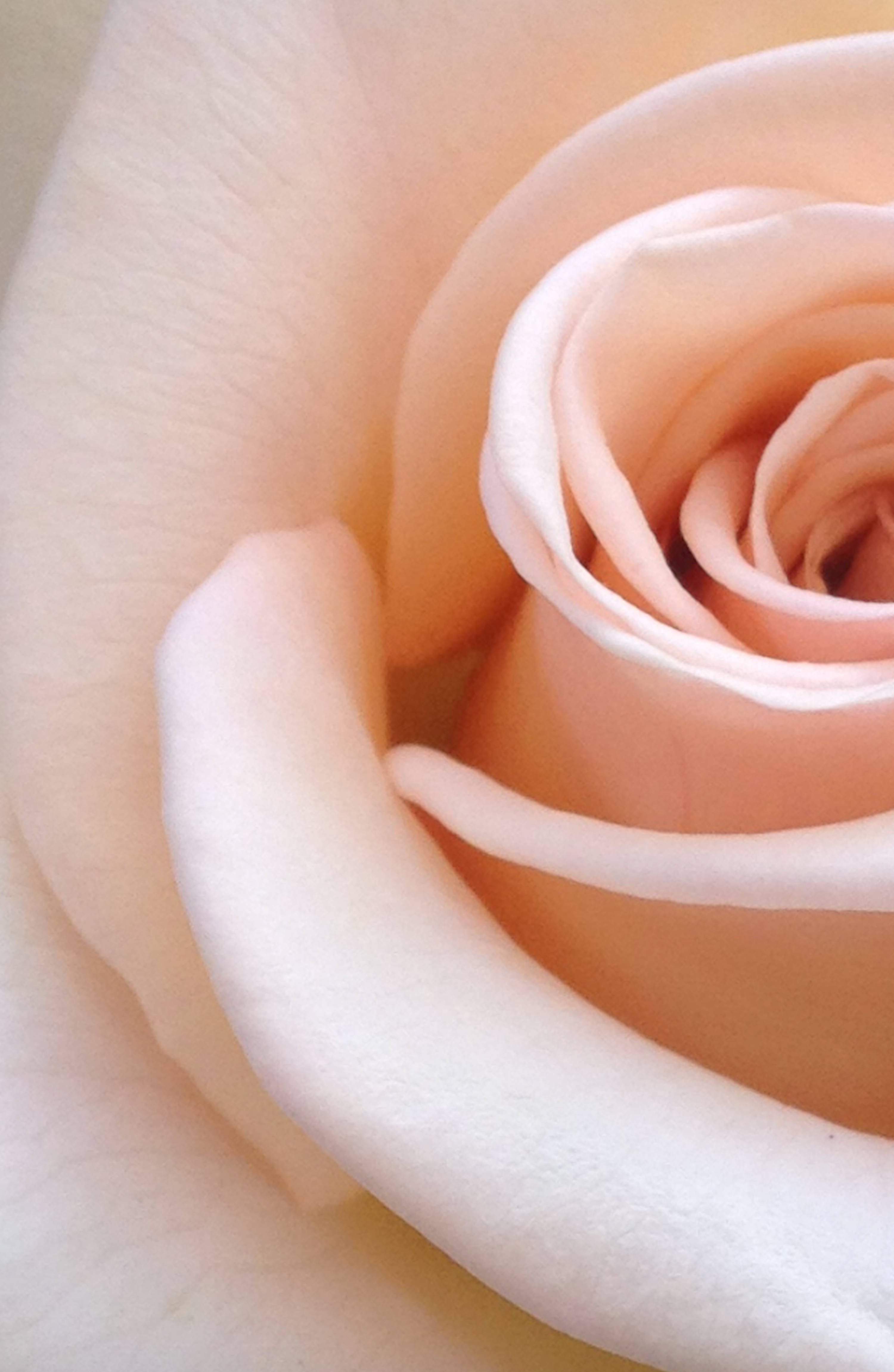 Naturens tiltrekningskraft – en slående levende rød rose Bakgrunner