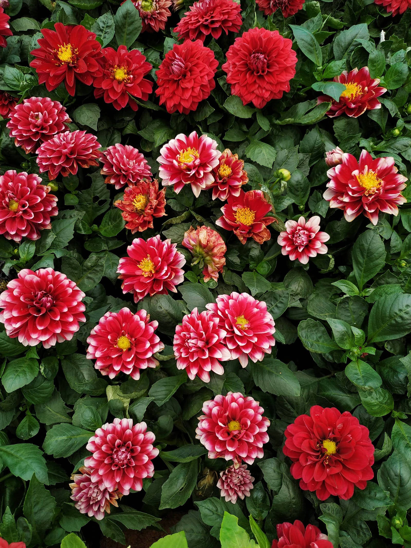 Nellikblomst iPhone Bakgrunner