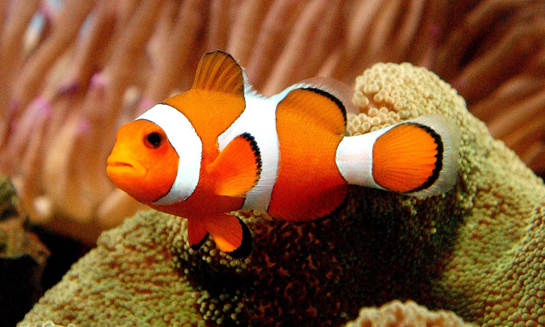 Nemo kul fisk på korallrev Bakgrunner
