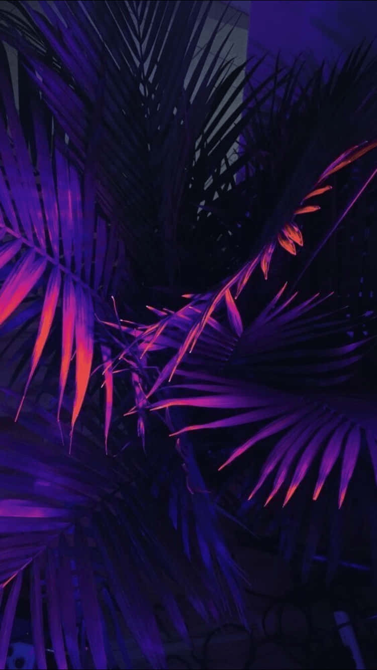 Neonpalme Estetisk Lilla Bakgrunn Bakgrunner