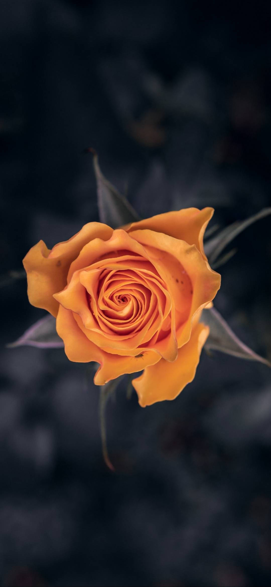 Note 10 Plus Oransje Rose Bakgrunner