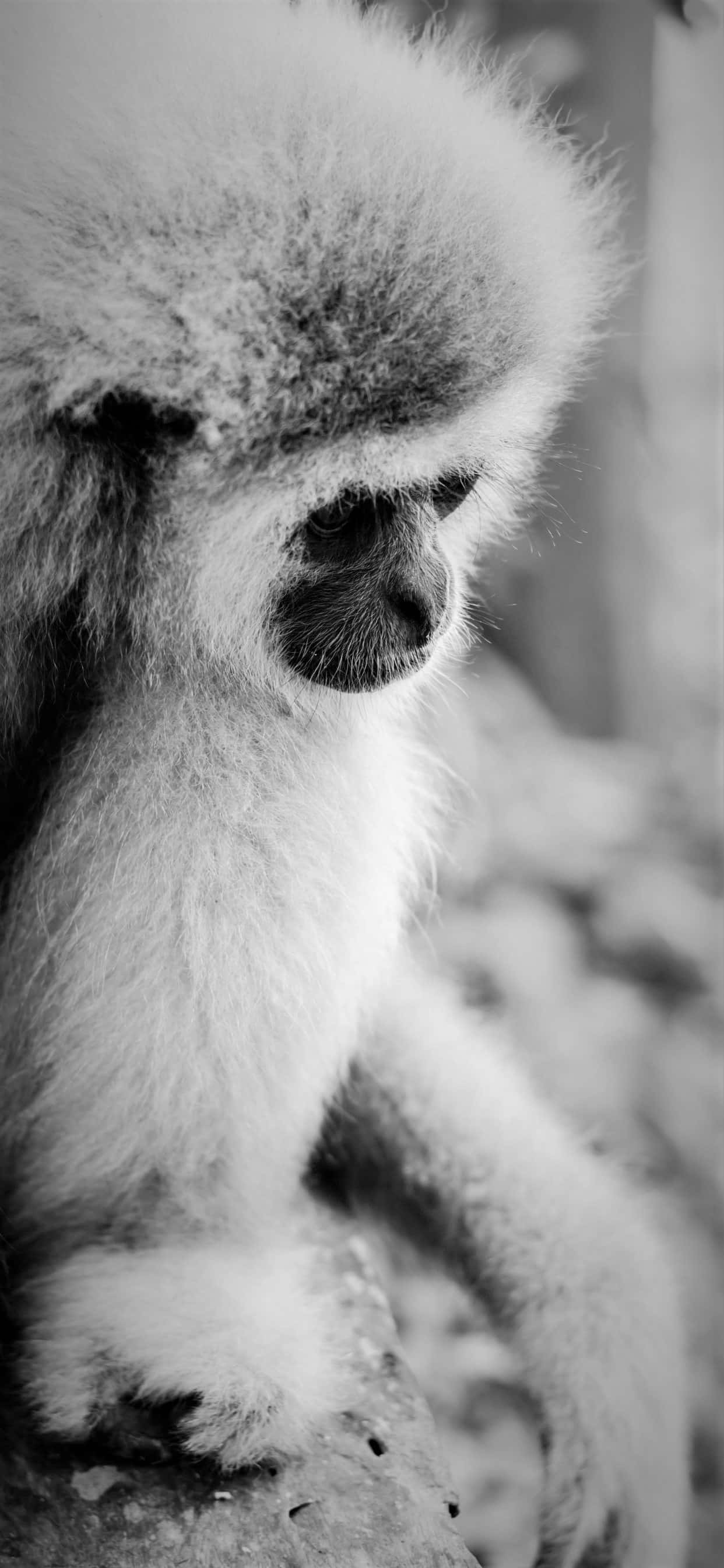 Nærbilde av Apple iPhone Xs Max Gibbon Bakgrunner