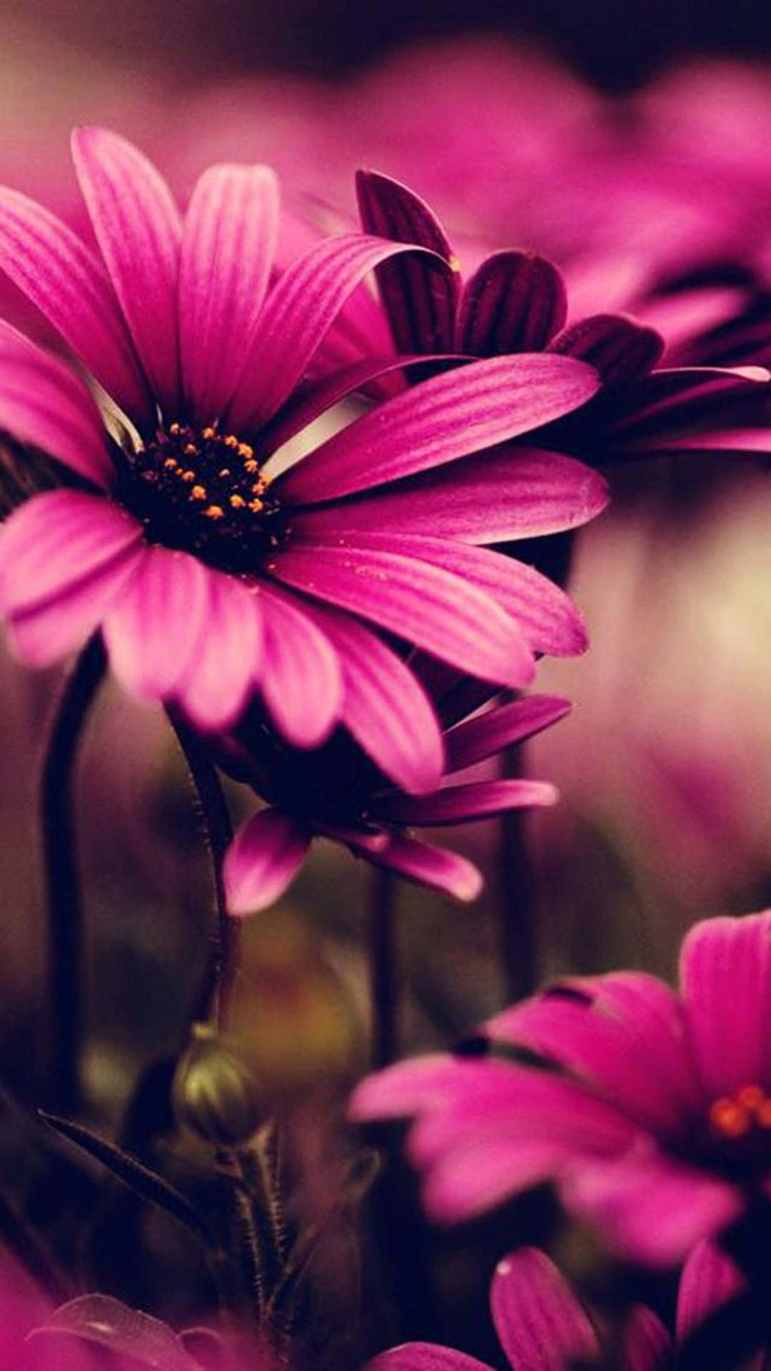 Nærbilde av rosa blomster mot en mørk bakgrunn Bakgrunner