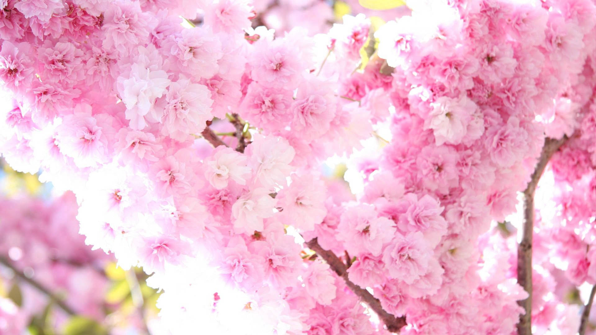Nydelige rosa vårblomster Bakgrunner