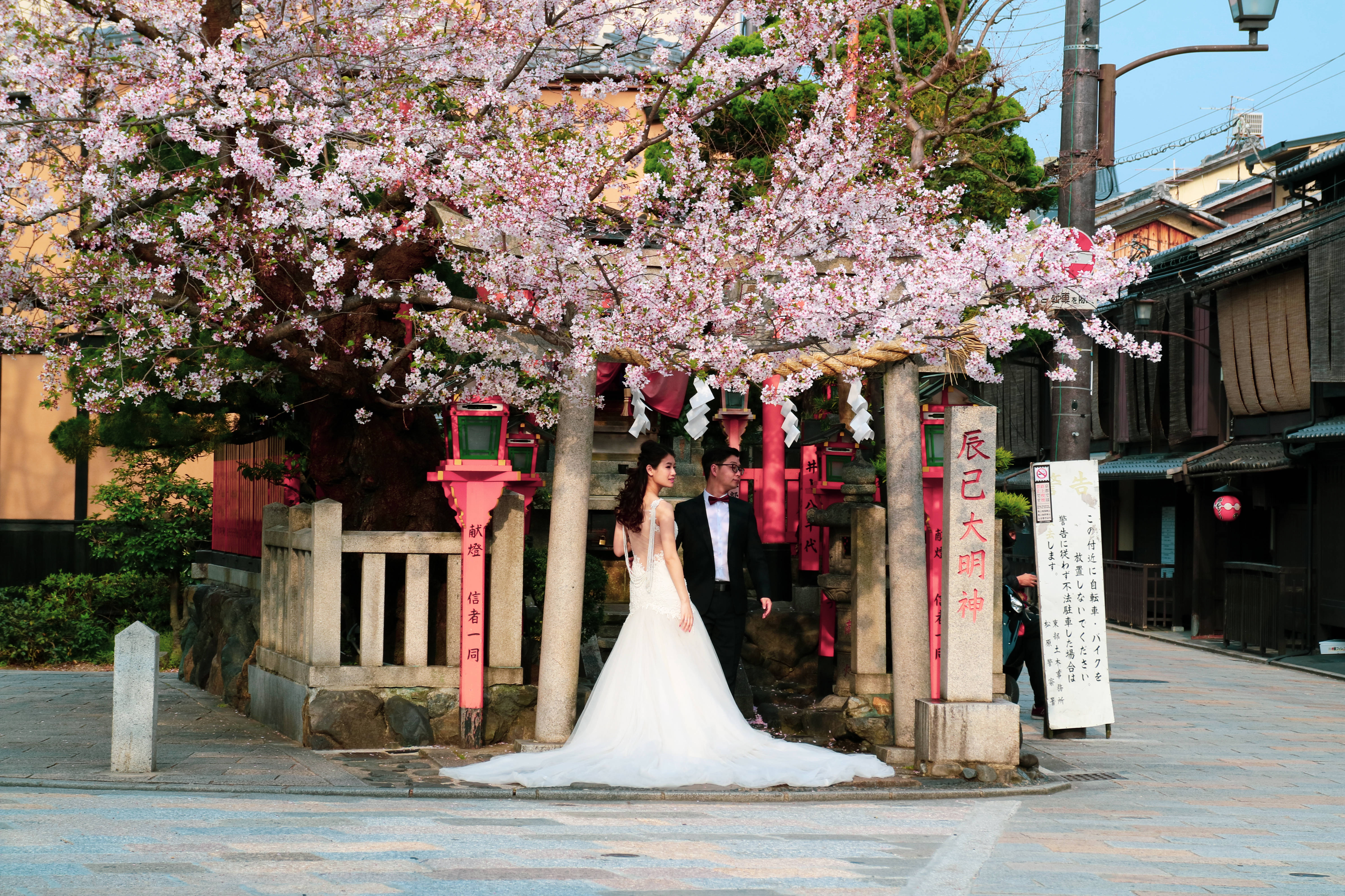 Nyforelsket par under japansk sakura Bakgrunner
