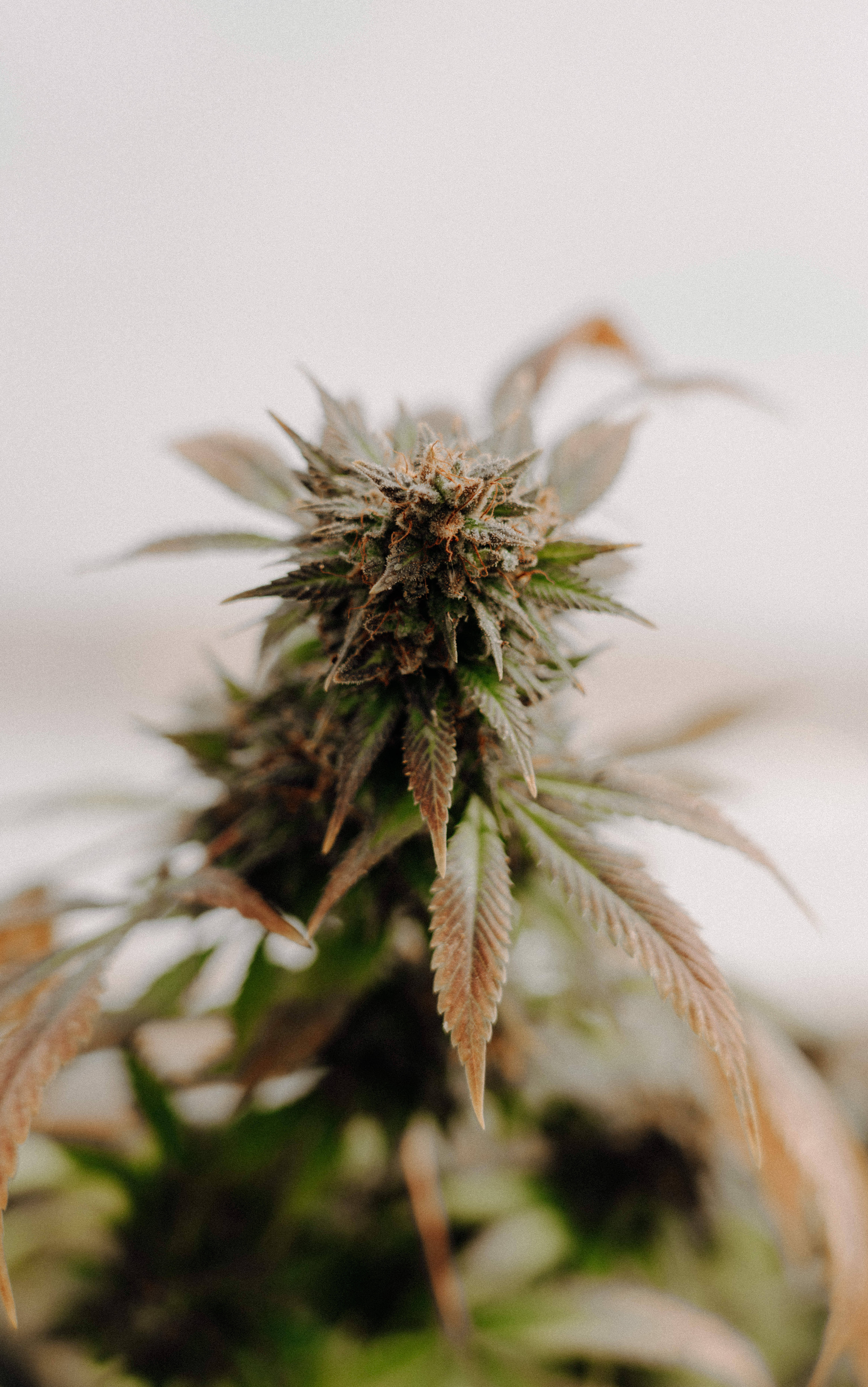 Freshly-harvested Weed Flower seen in its natural beauty Bakgrunner