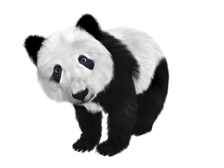 Nysgjerrig panda på svart bakgrunn Bakgrunner