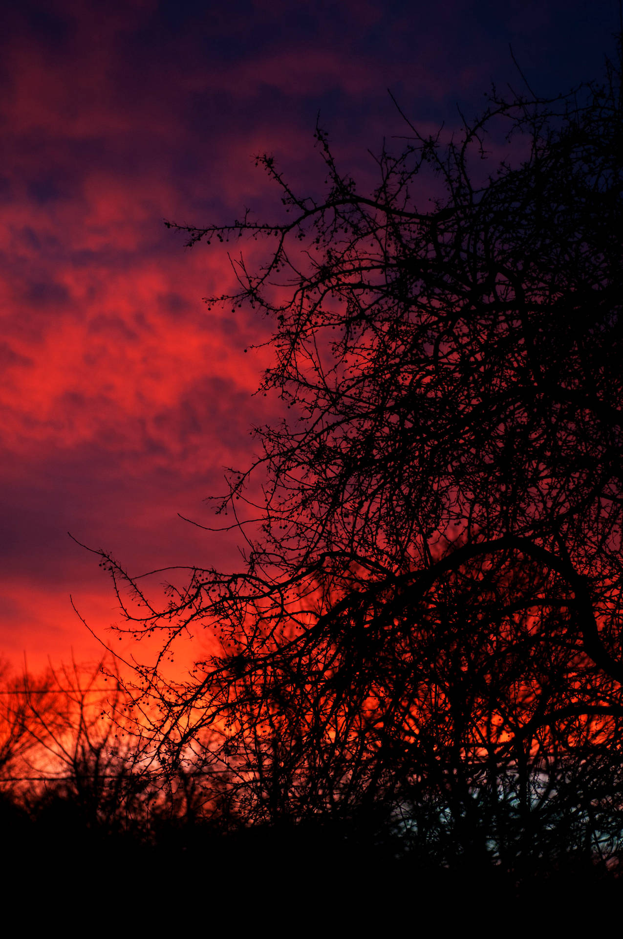 Rød oransje solnedgang bak tynne svarte greiner på et tre.