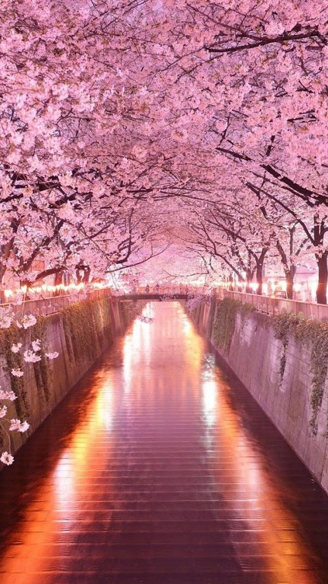 Nyt de japanske sakura-trærne under buen på din iPhone Bakgrunner