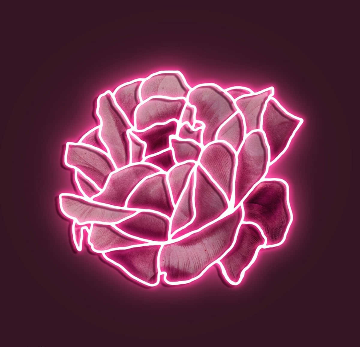 Nyt de lyse vibbene av neonlys rosa💗 Bakgrunner