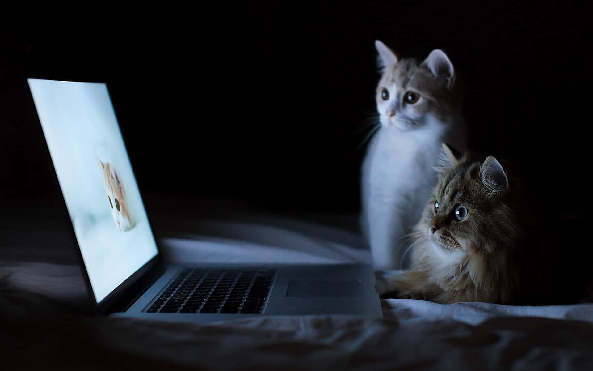Nyt en vakker og estetisk skjerm med Macbook Bakgrunner