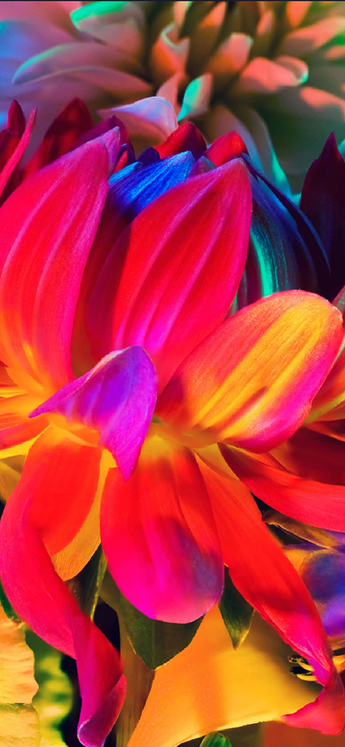 Nyt en vakker regnbuehage av blomster på din iPhone! Bakgrunner