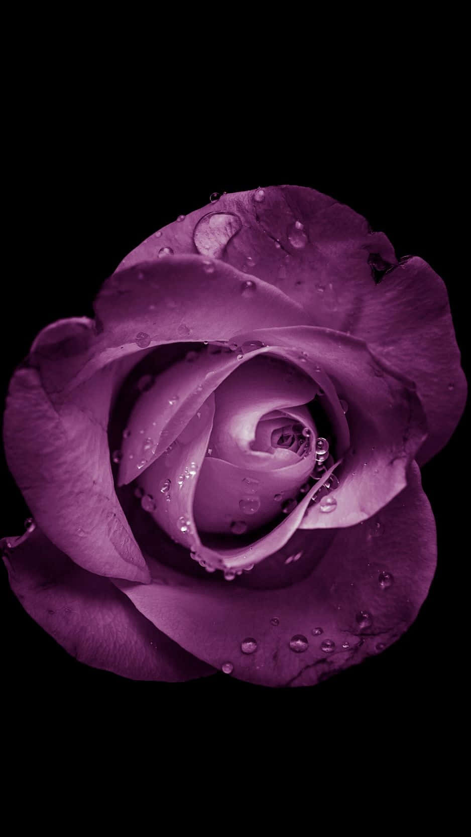 Nyt naturens skjønnhet med Flower iPhone. Bakgrunner