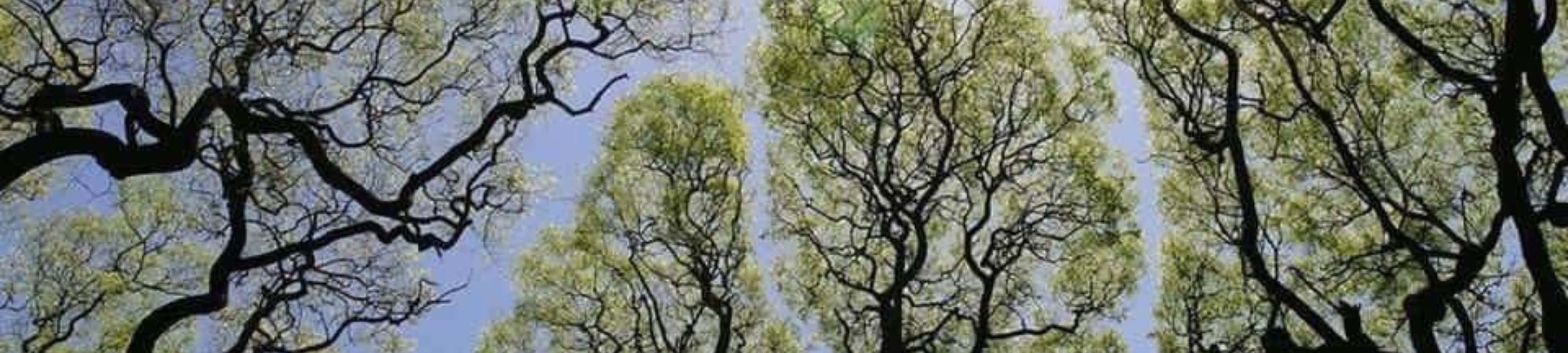 Nyt naturens skjønnhet fra denne majestetiske utsikten Bakgrunner