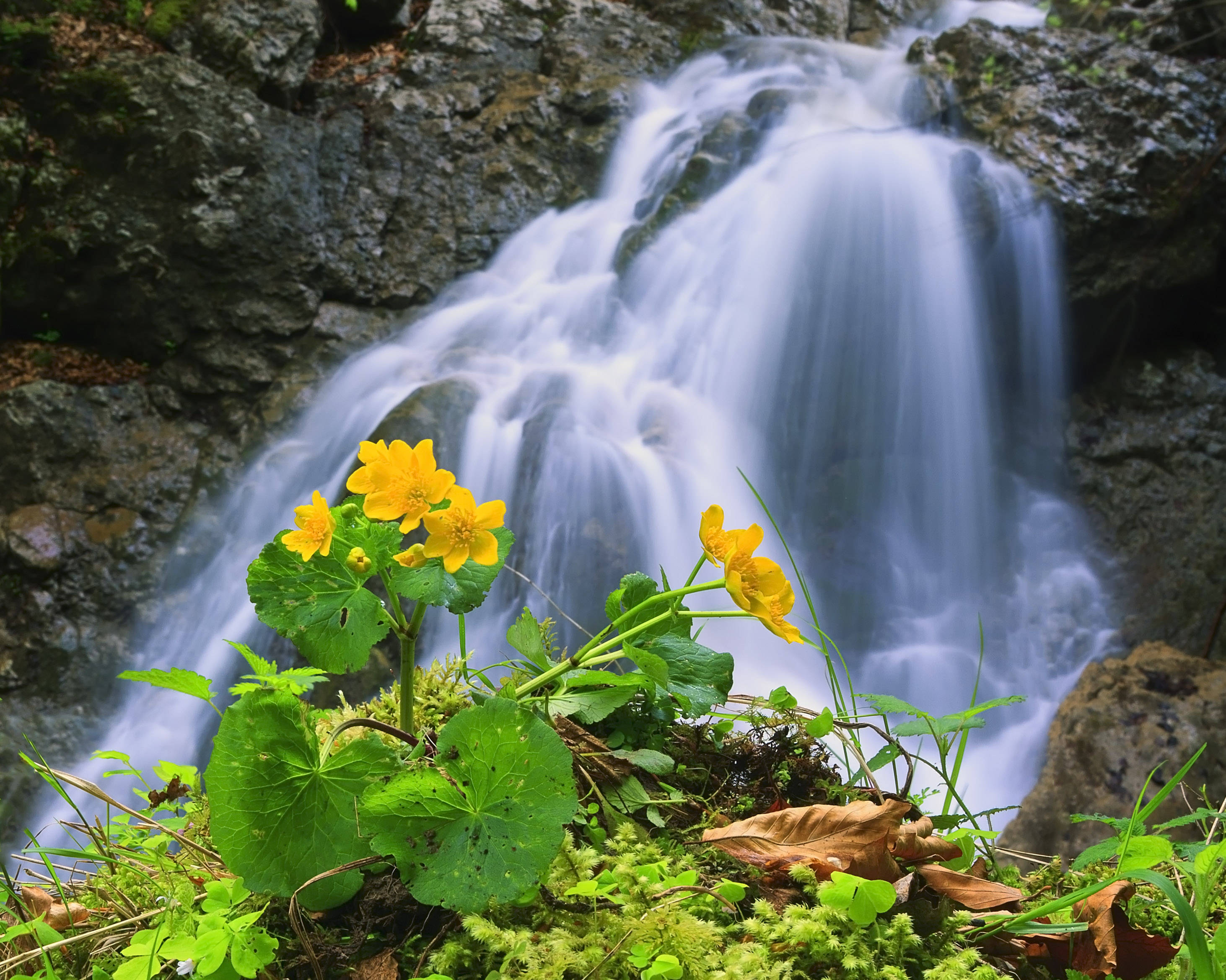 Nyt naturens skjønnhet med en fredelig foss omgitt av blomstrende blomster Bakgrunner