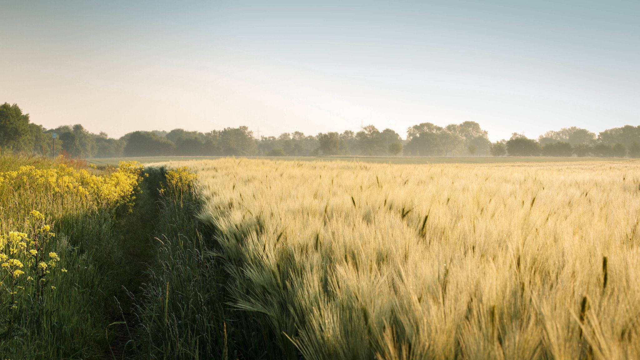 Nyt synet og lydene av en vakker sommerdag. Bakgrunner
