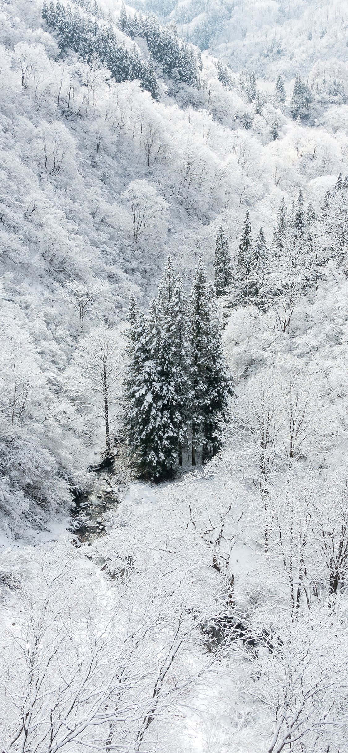 Nyt vinteren med Snø iPhone Bakgrunner