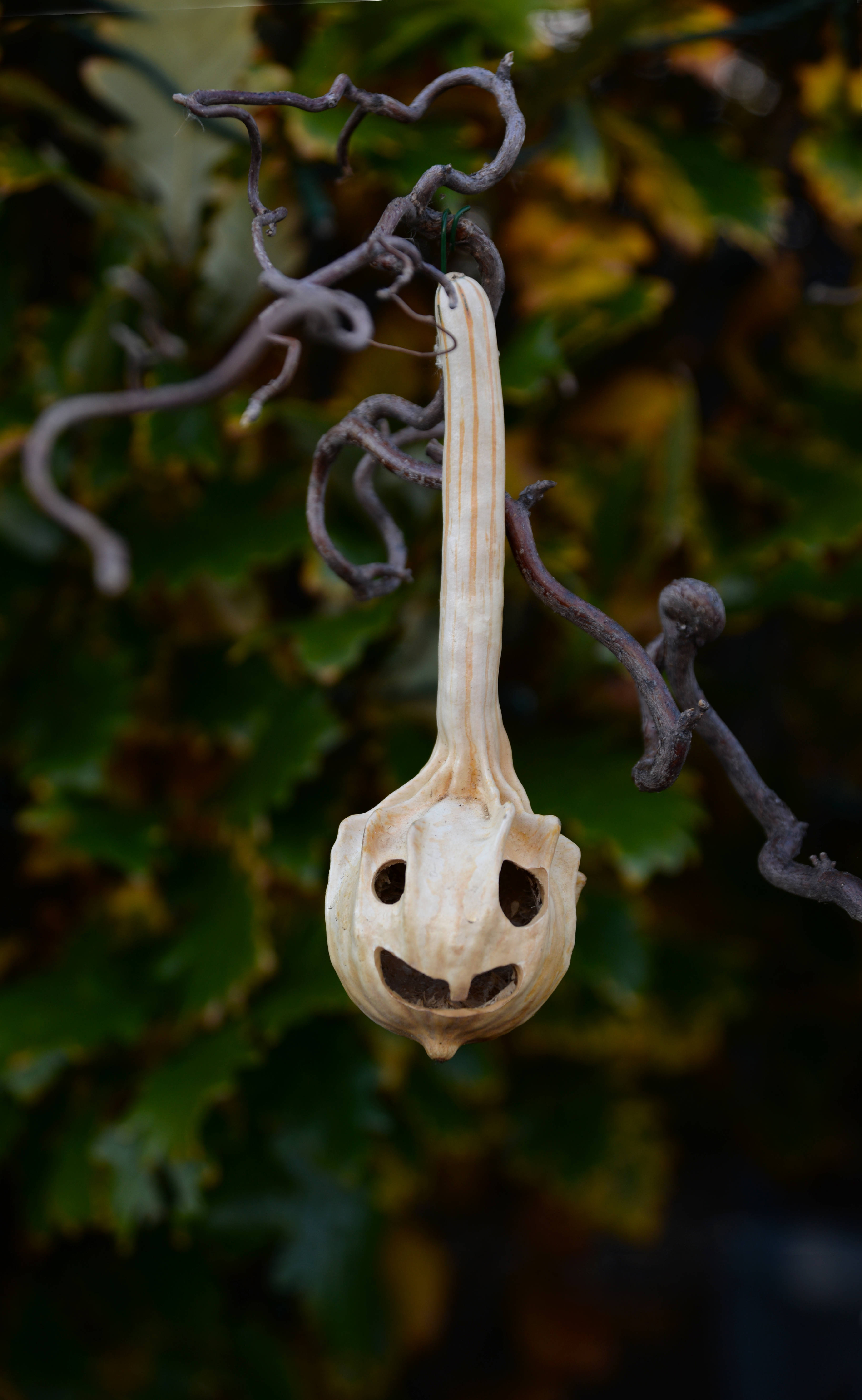 Oktober Halloween Spøkelse Gresskar Bakgrunner