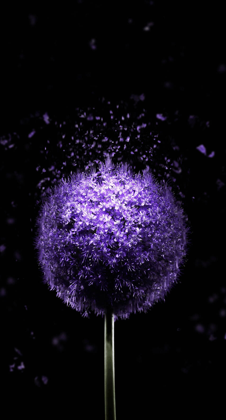 OLED Purple Dandelion Bakgrunner
