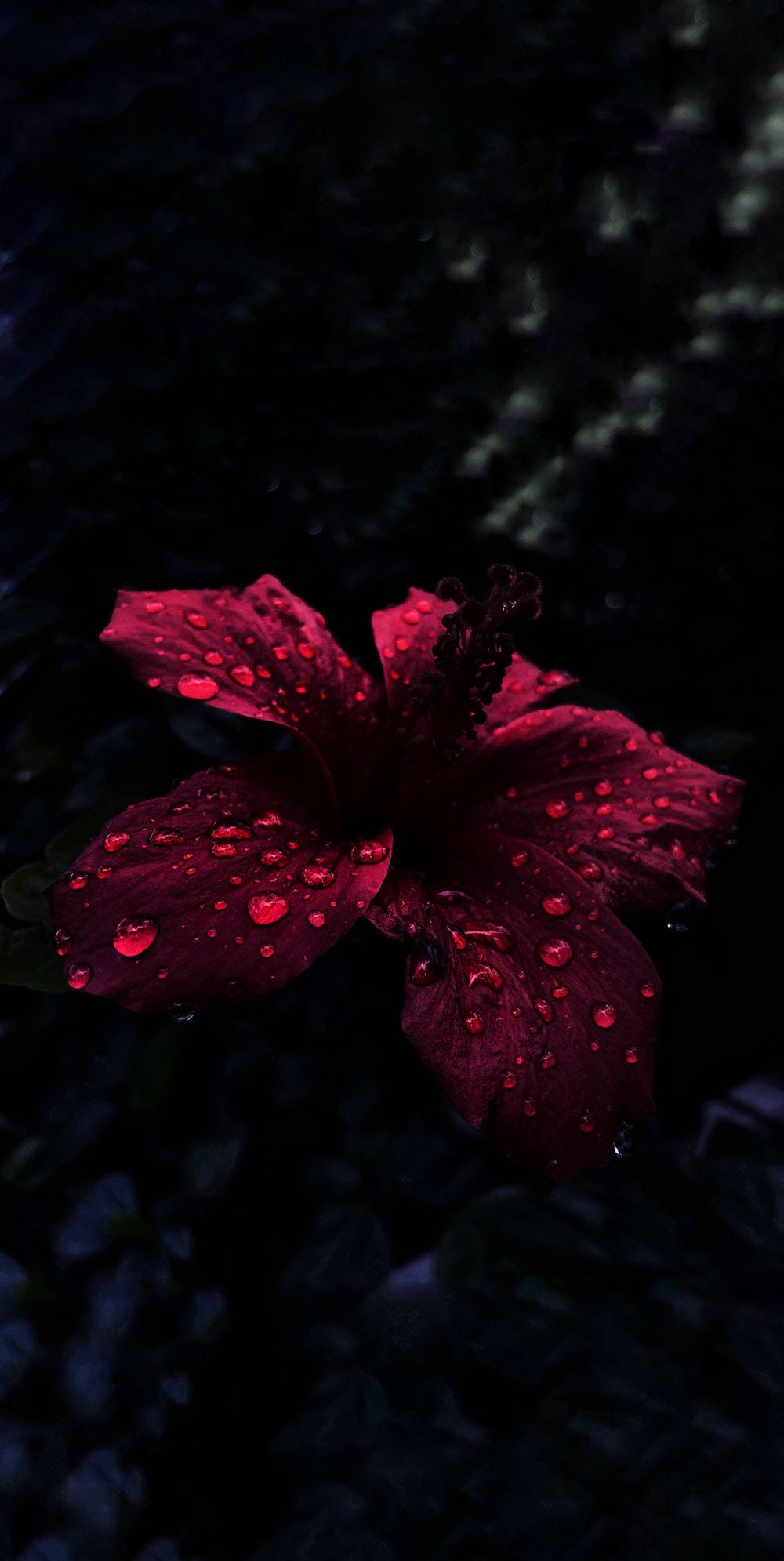 OLED Regndråper På Hibiscus Bakgrunner