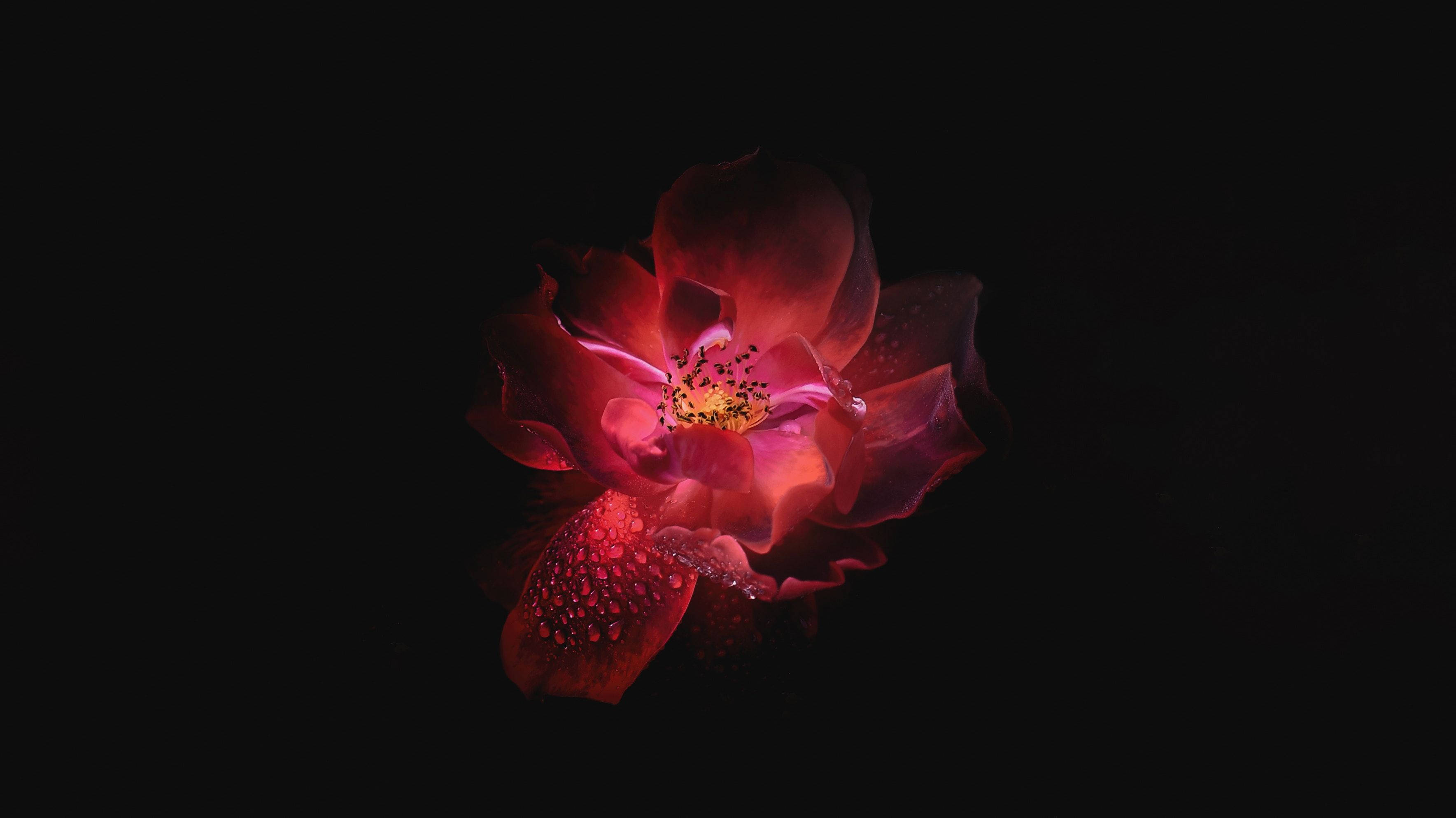 OLED rosa blomst Bakgrunner