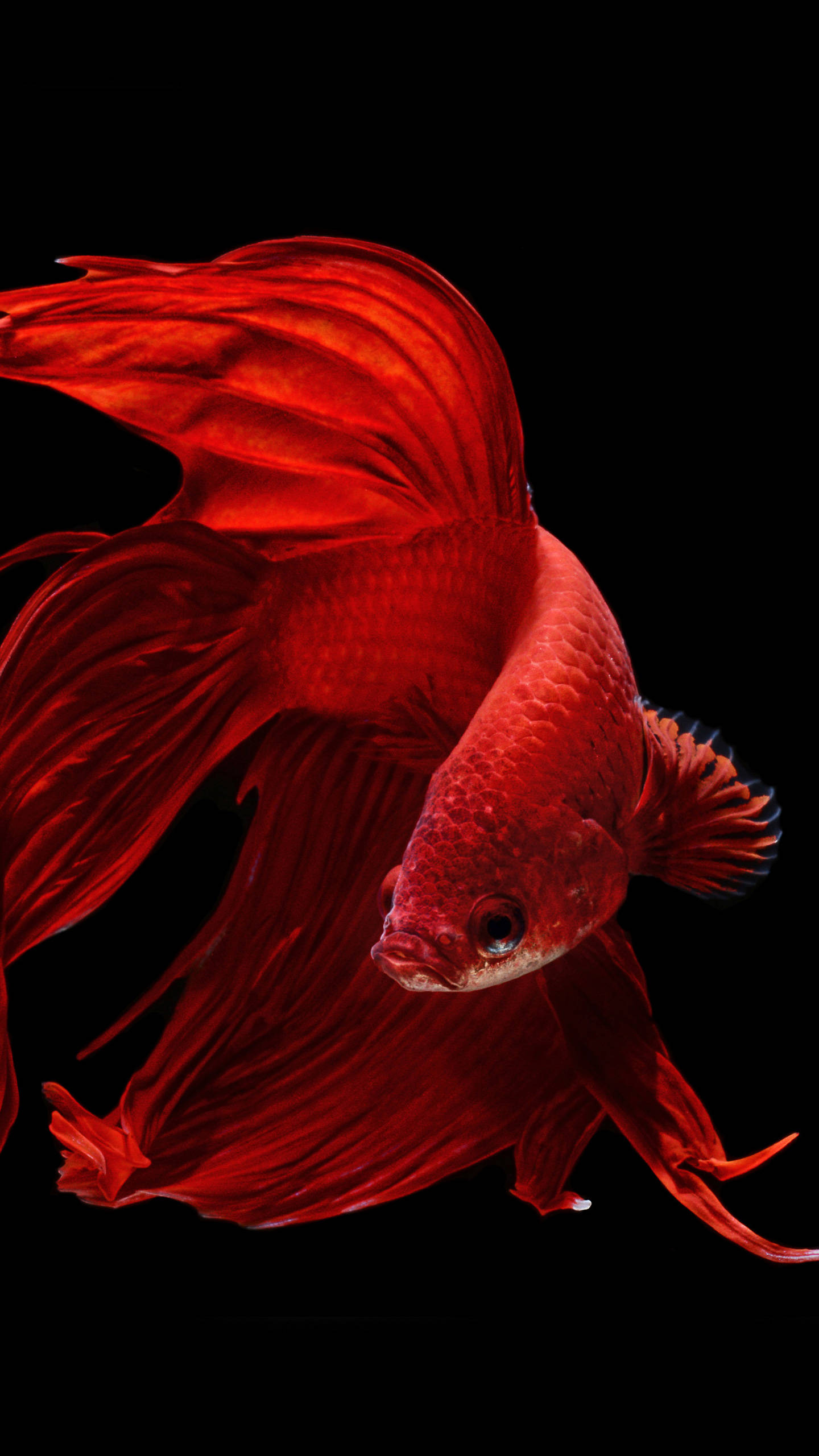 OLED Streamlined Goldfish Bakgrunner