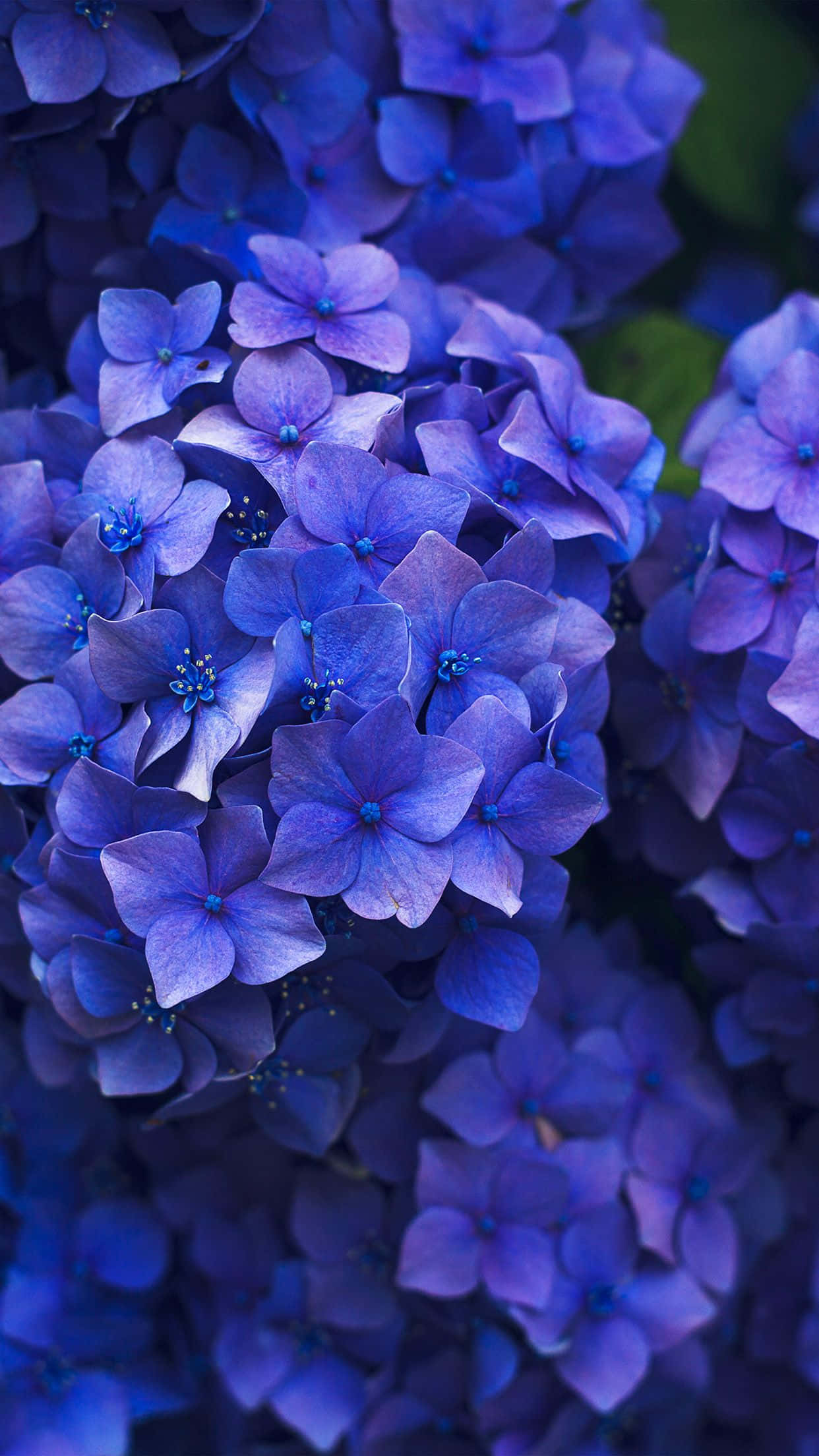 Omfavn skjønnhet med Blomster-iPhone Bakgrunner
