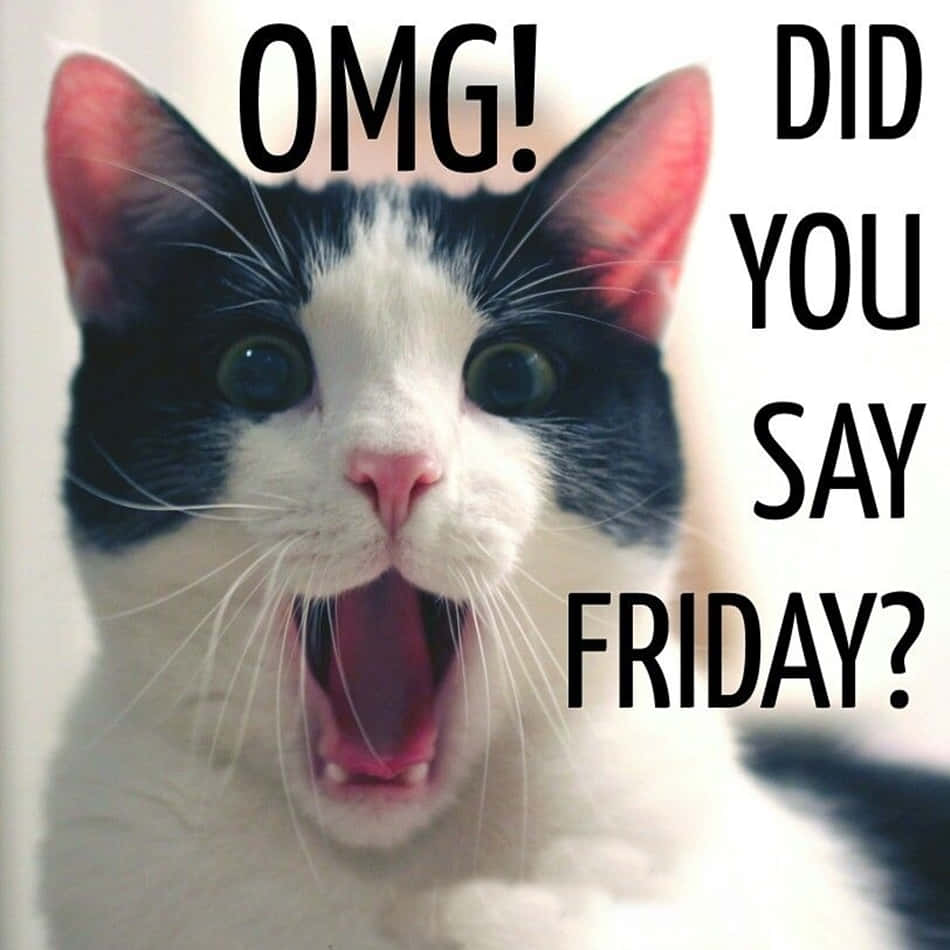 OMG Sa du morsom fredag kattbilde Bakgrunner