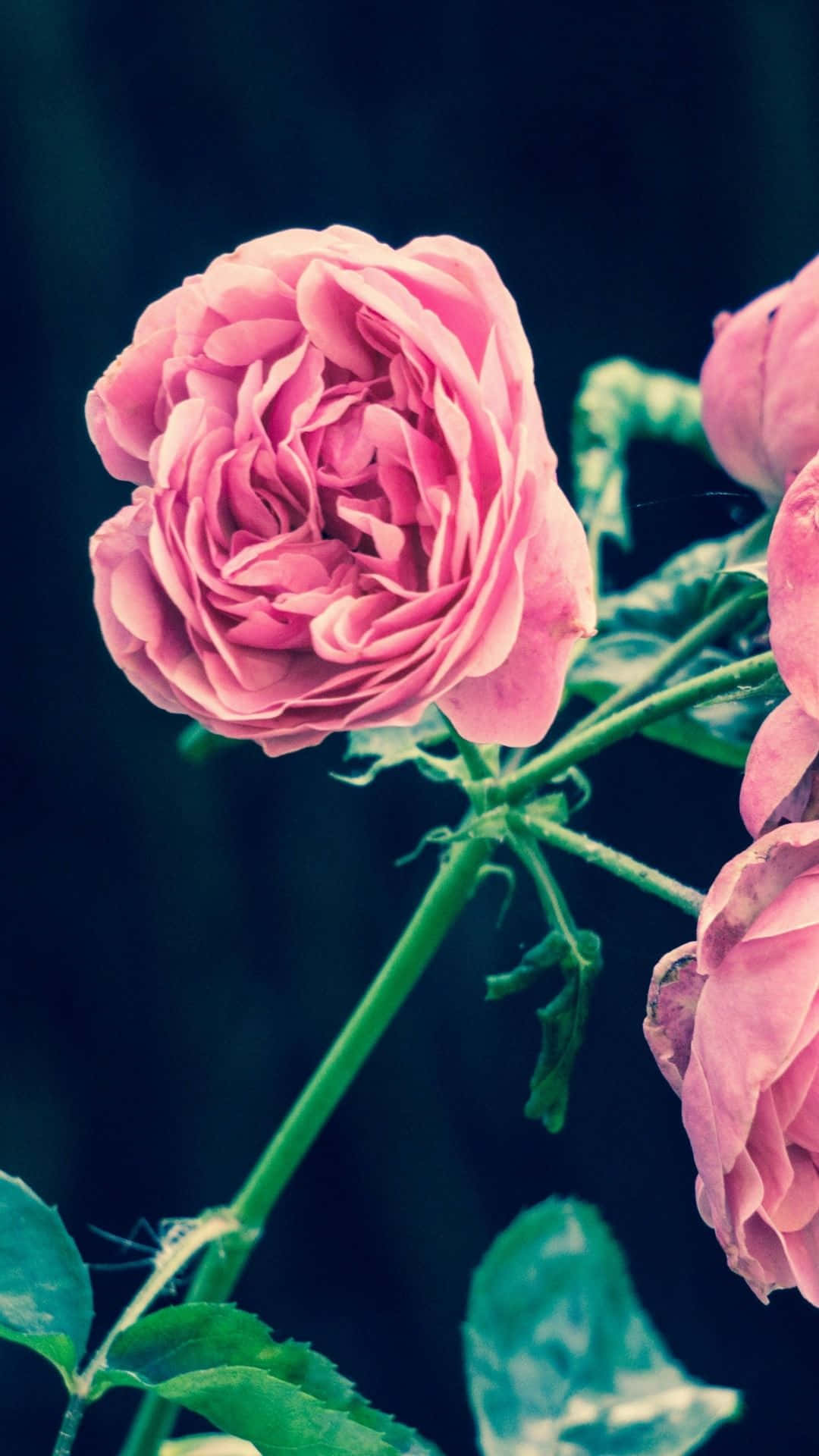 Oppgrader telefonen din for et friskt, lyst utseende med dette blomster iPhone-bakgrunnsbildet Bakgrunner