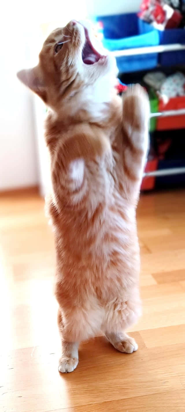 Oppreist dansende katt.JPG Bakgrunner